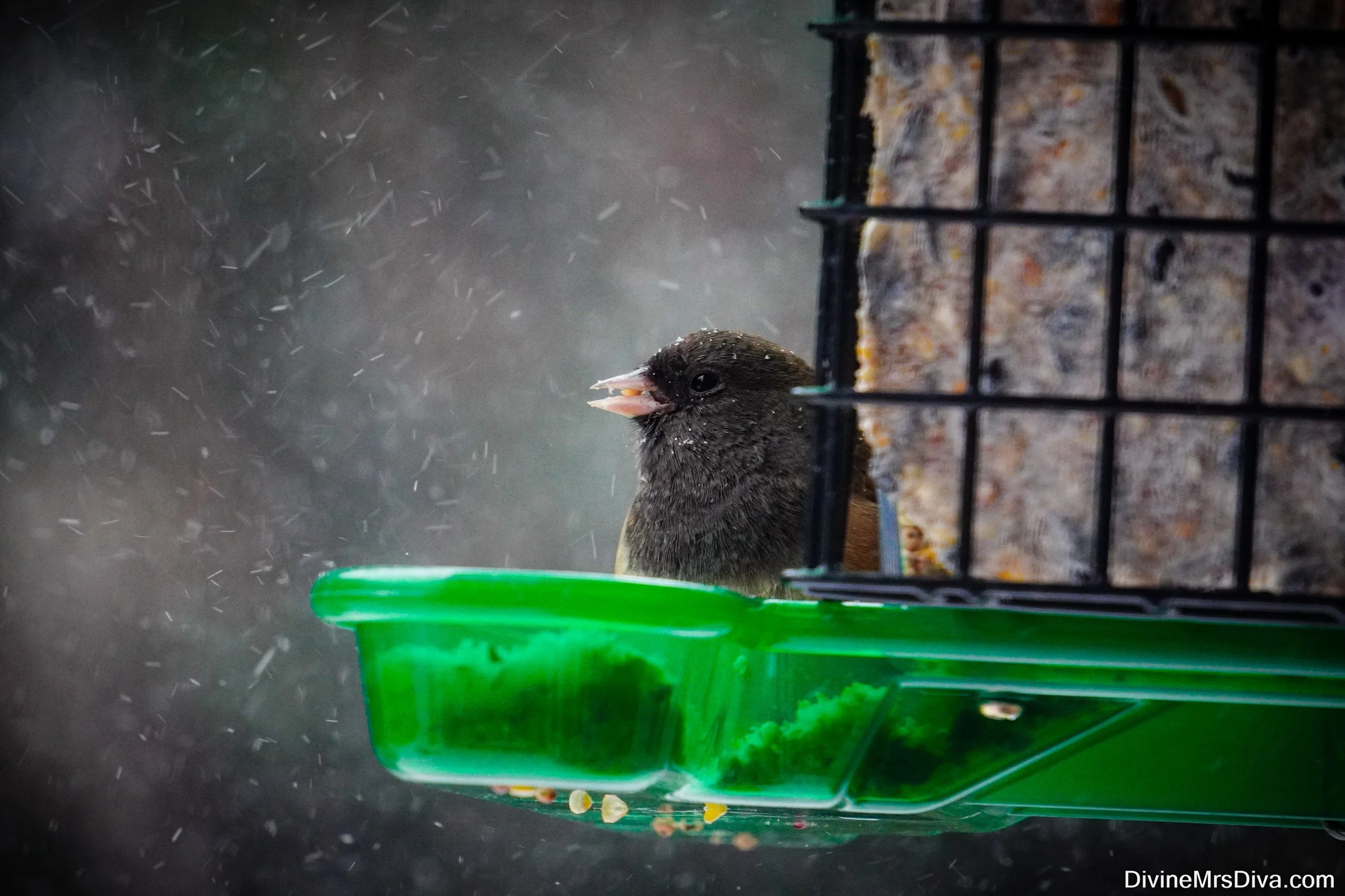 Snow Day: Animal Friends Addition