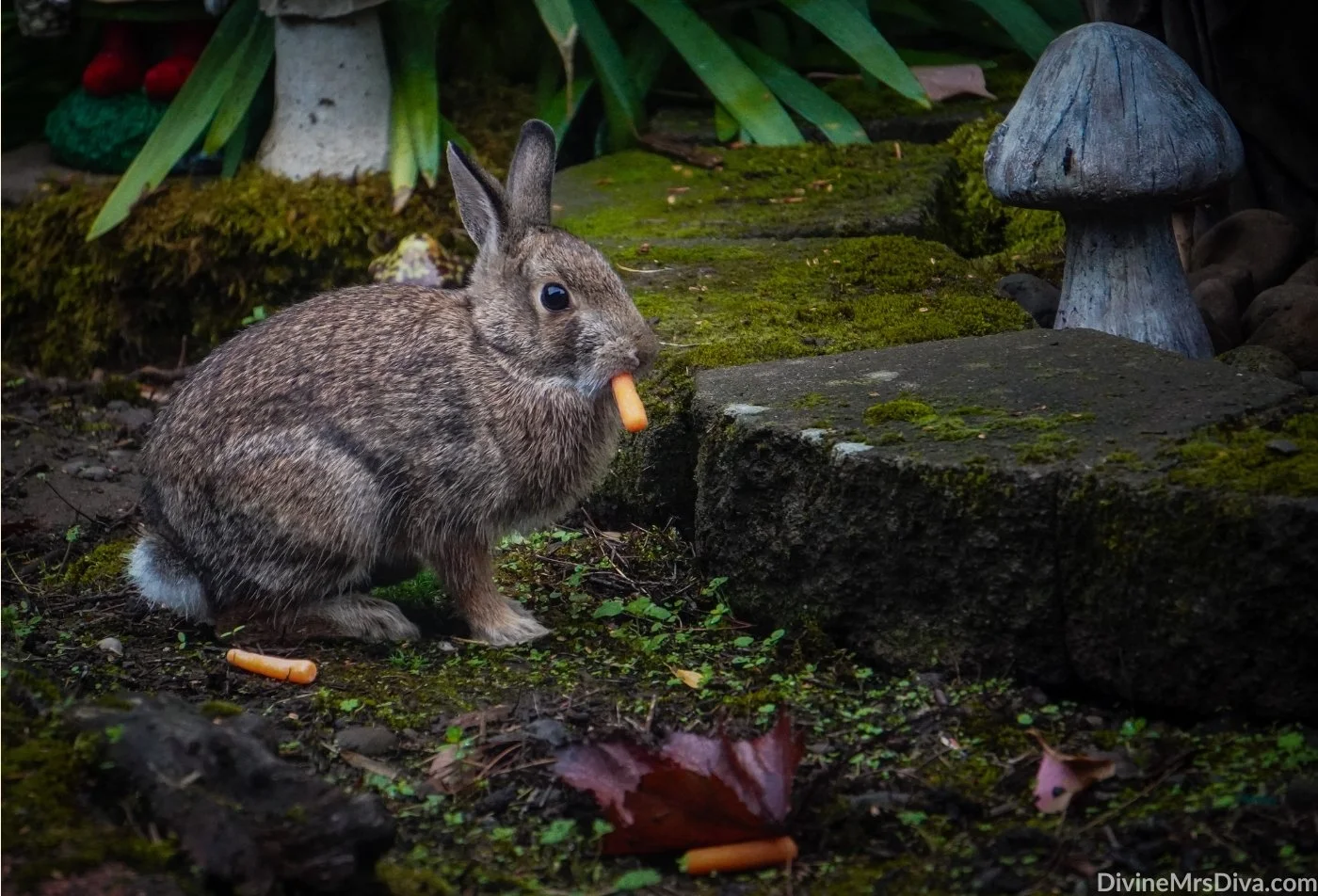 Neighborhood Bunny Watch: Meet Rocky
