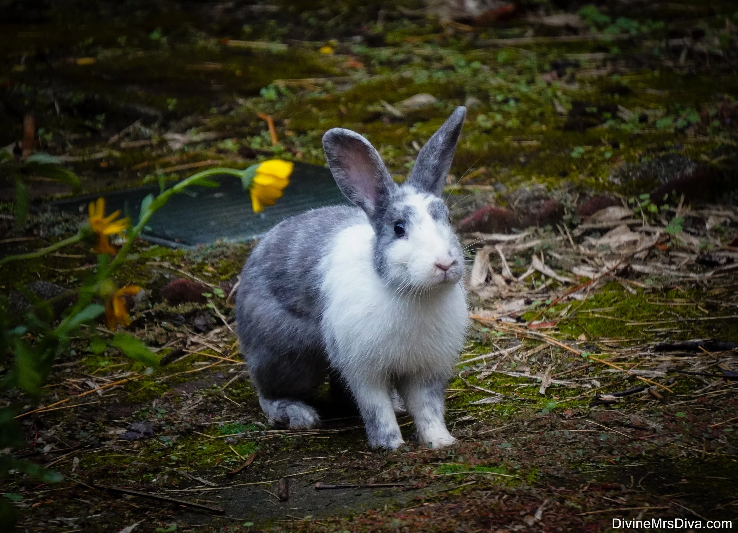 Neighborhood Bunny Watch: Meet Papa Smurf