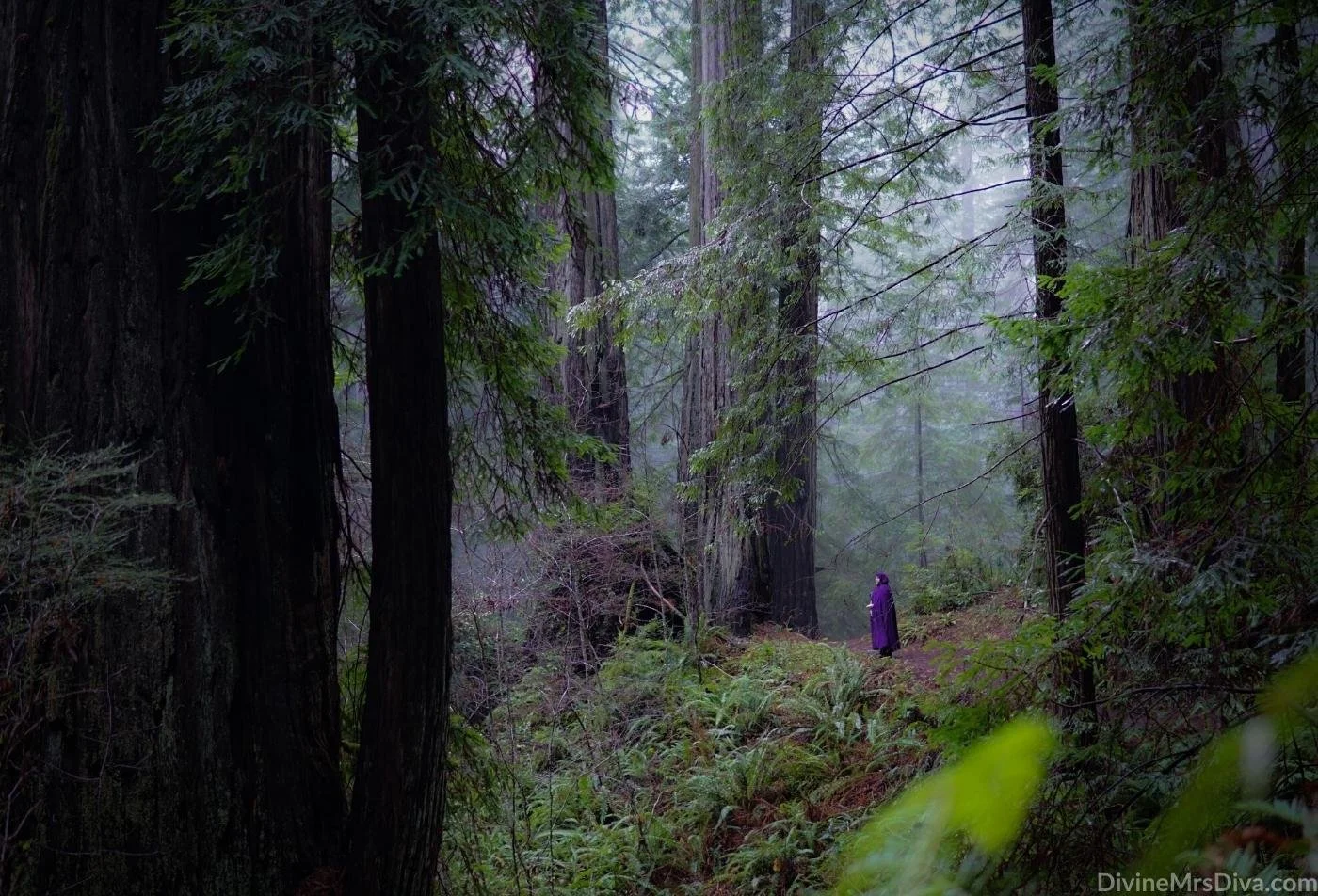Witch of the Redwoods