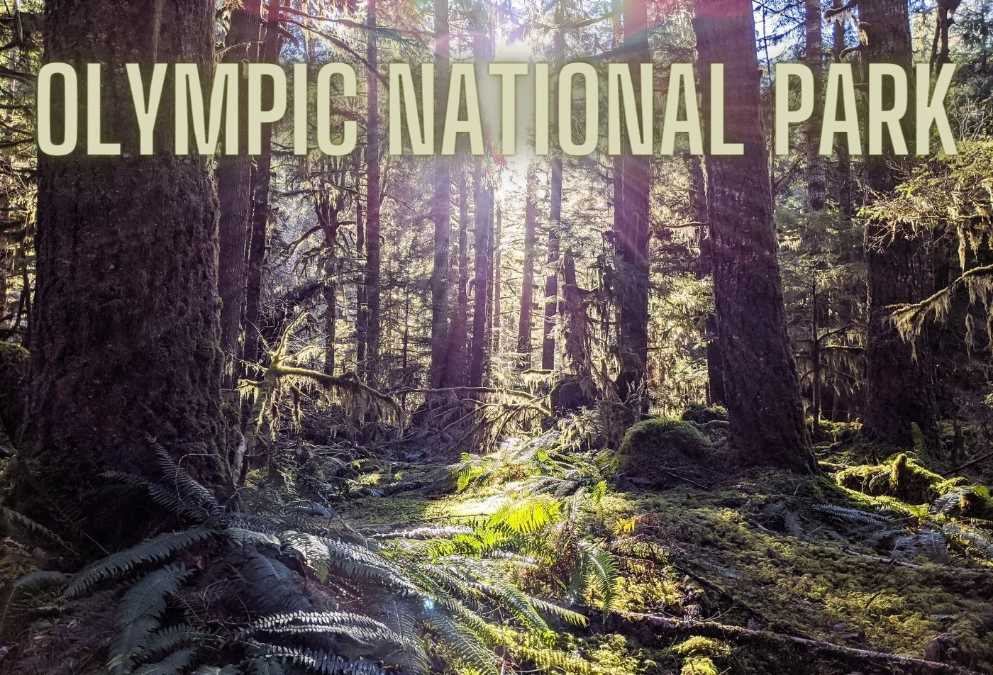 A Walk Through Olympic National Park