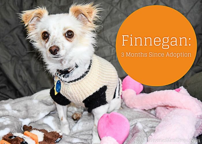 Finnegan Update: Three Months Since Adoption