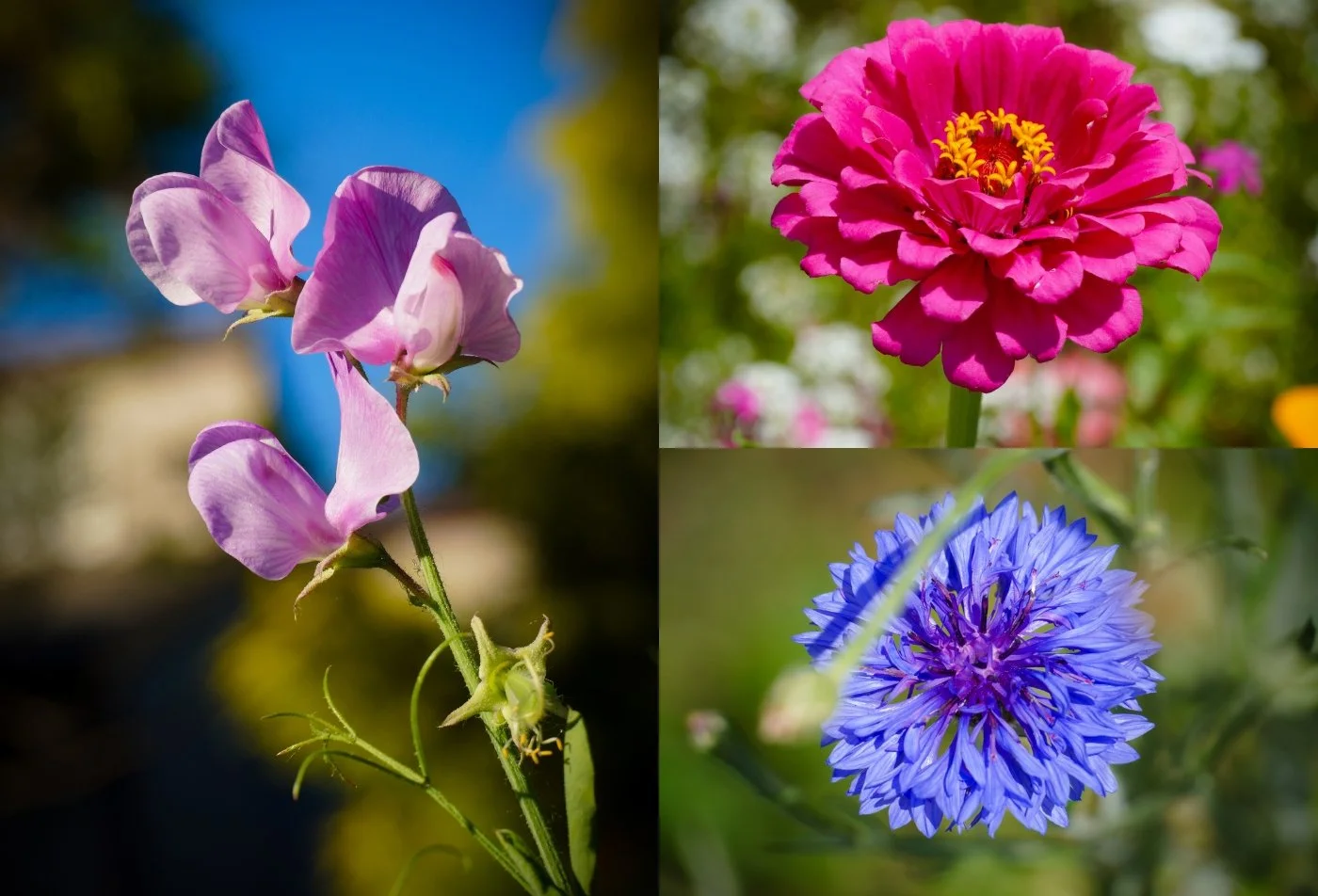 Garden Diaries: Wildflowers in the Roadside Cove
