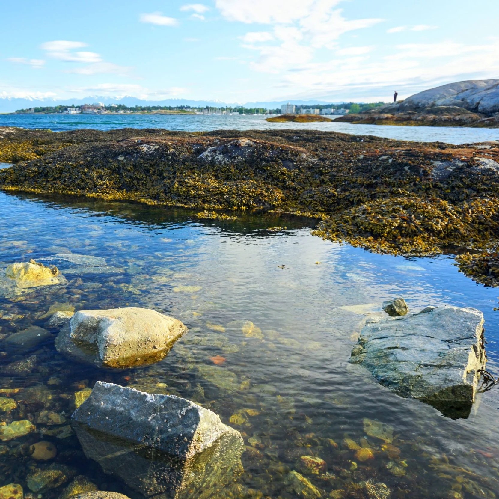 Rocky shoreline with clear water in foreground, moss-covered rocks, and a distant city skyline with mountains in the background.