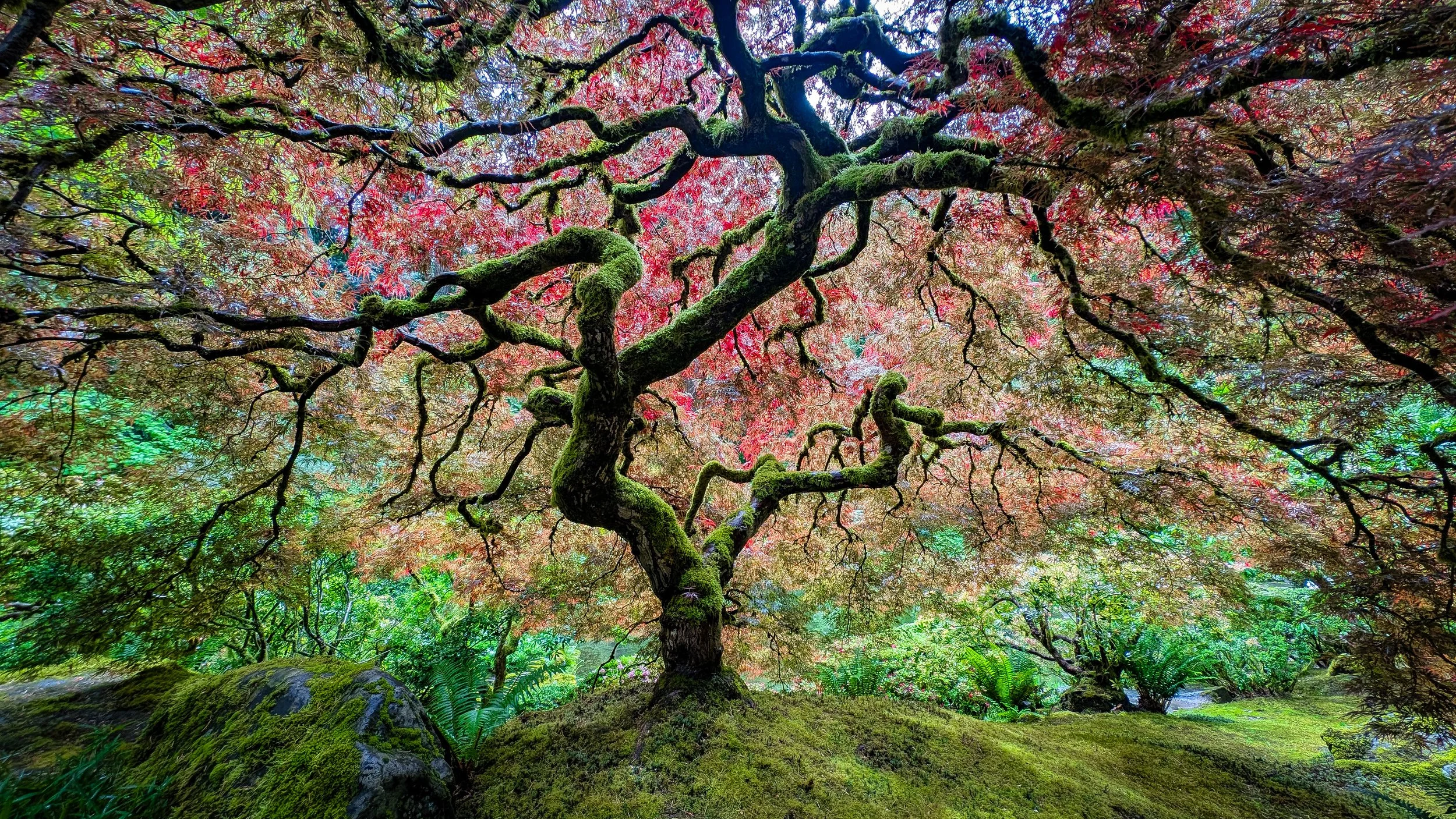 A twisted, moss-covered tree with reddish leaves in a lush green garden.