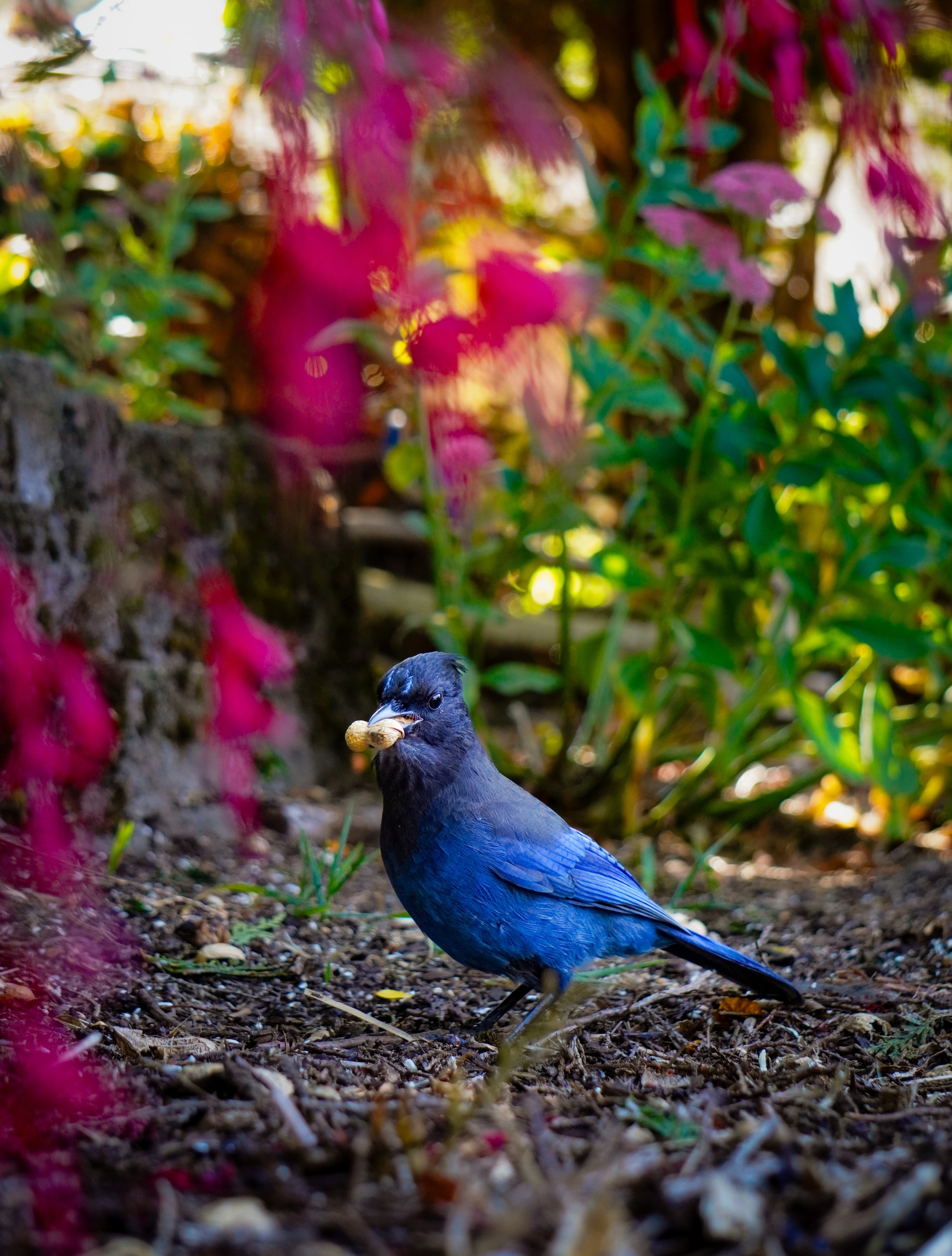 A blue bird with a peanut in its beak standing on the ground in a garden with pink and green plants.