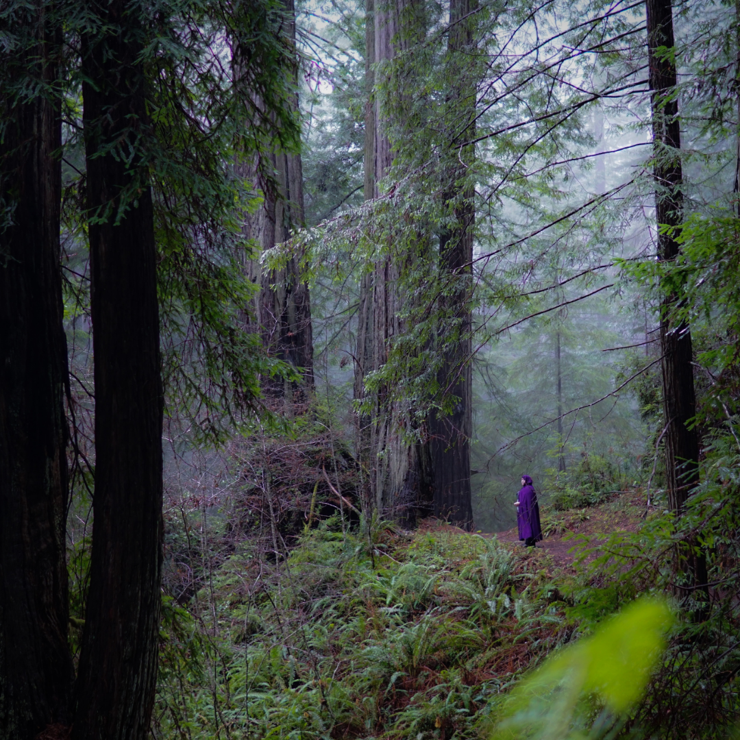 A person in a purple cloak walking through a foggy forest surrounded by tall trees and lush green foliage.