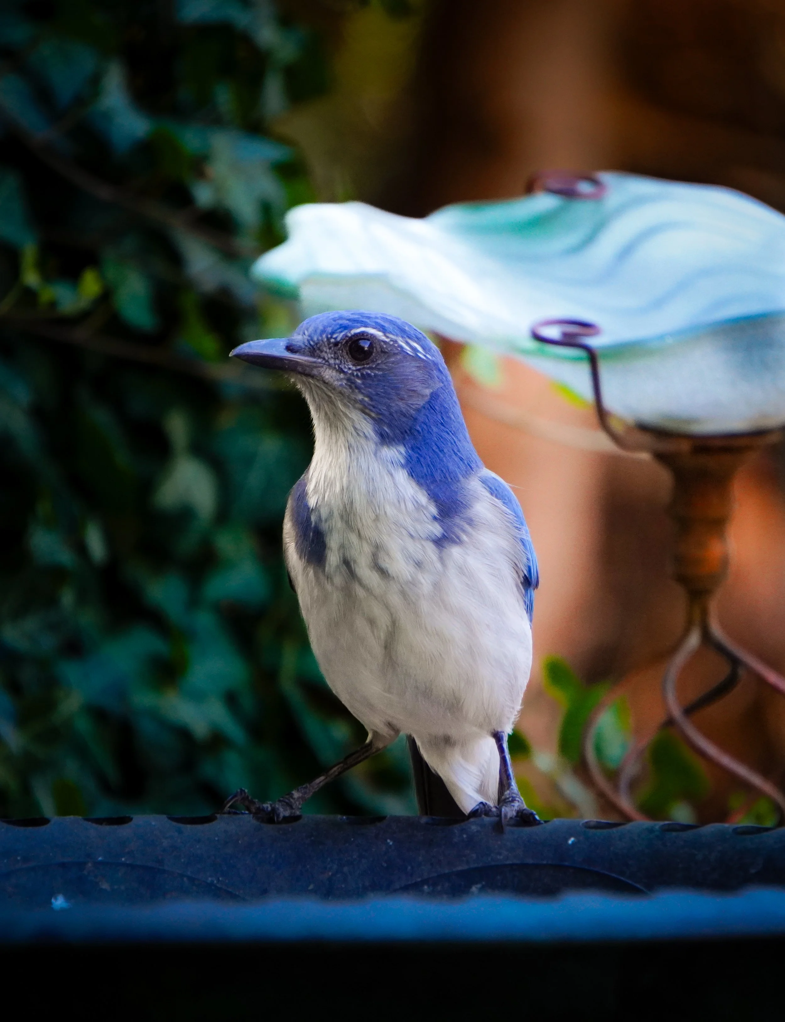 A small bird with blue and white feathers perched on a dark surface near a garden.