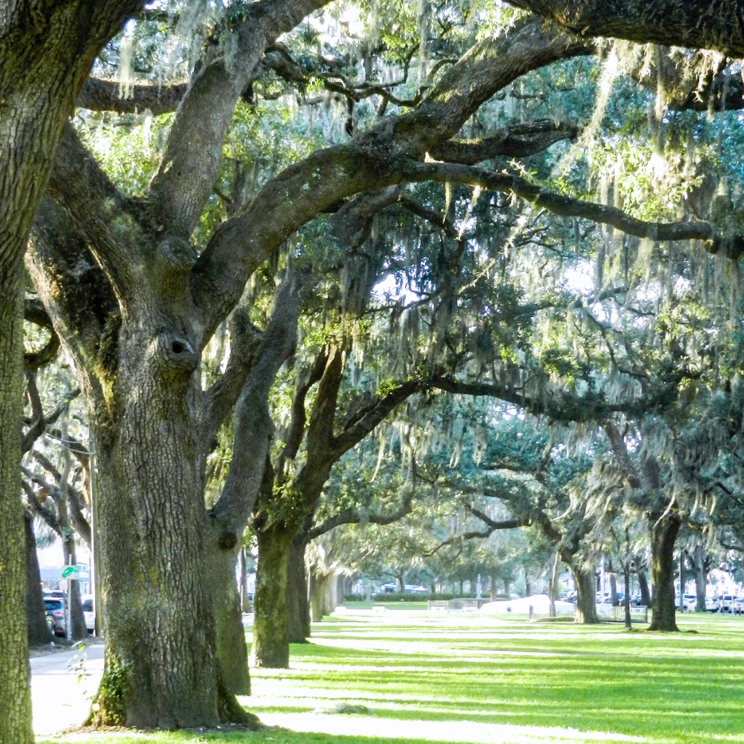 A row of large trees with sprawling branches and hanging moss, lining a grassy walkway.