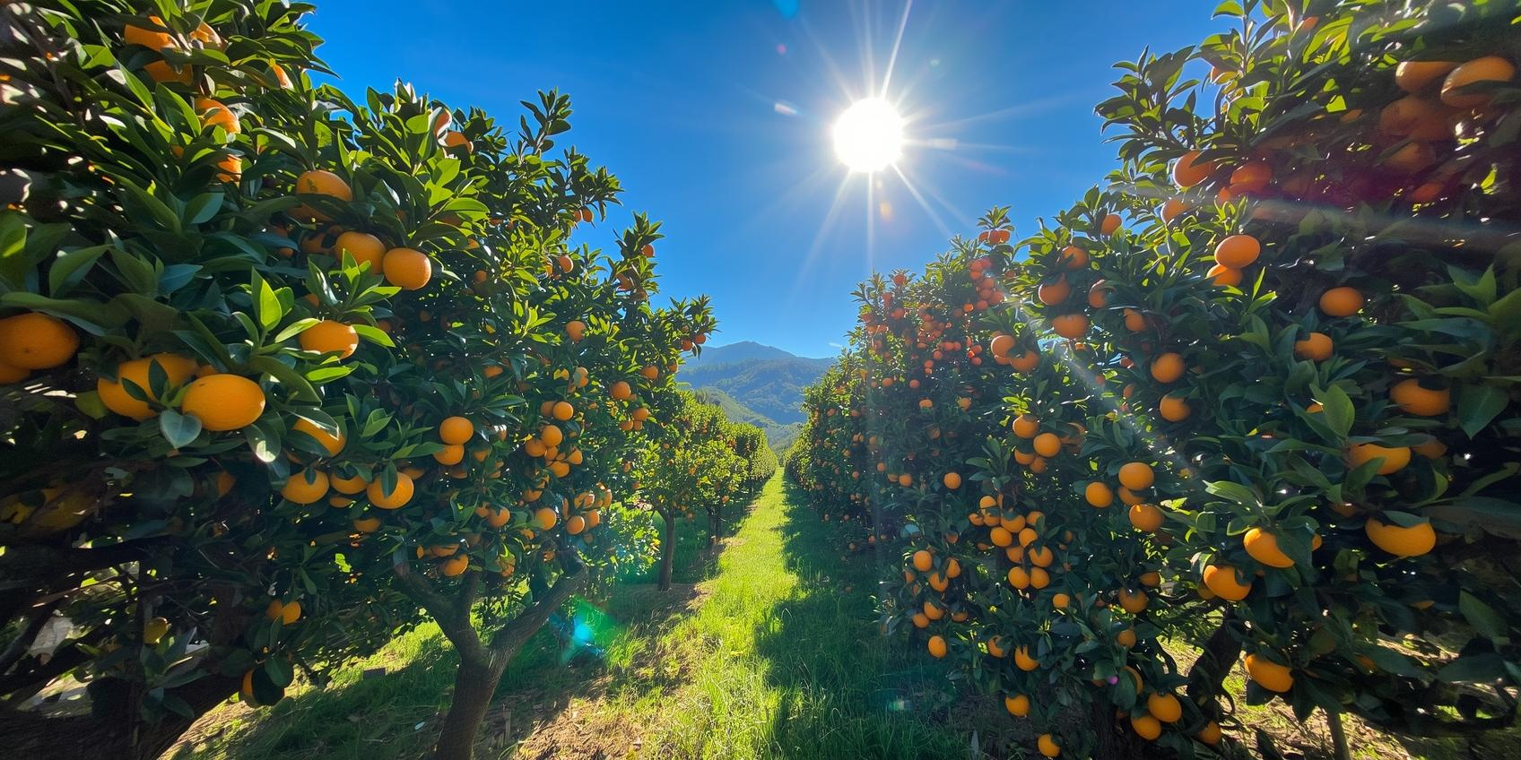 oranges_trees_weper.png