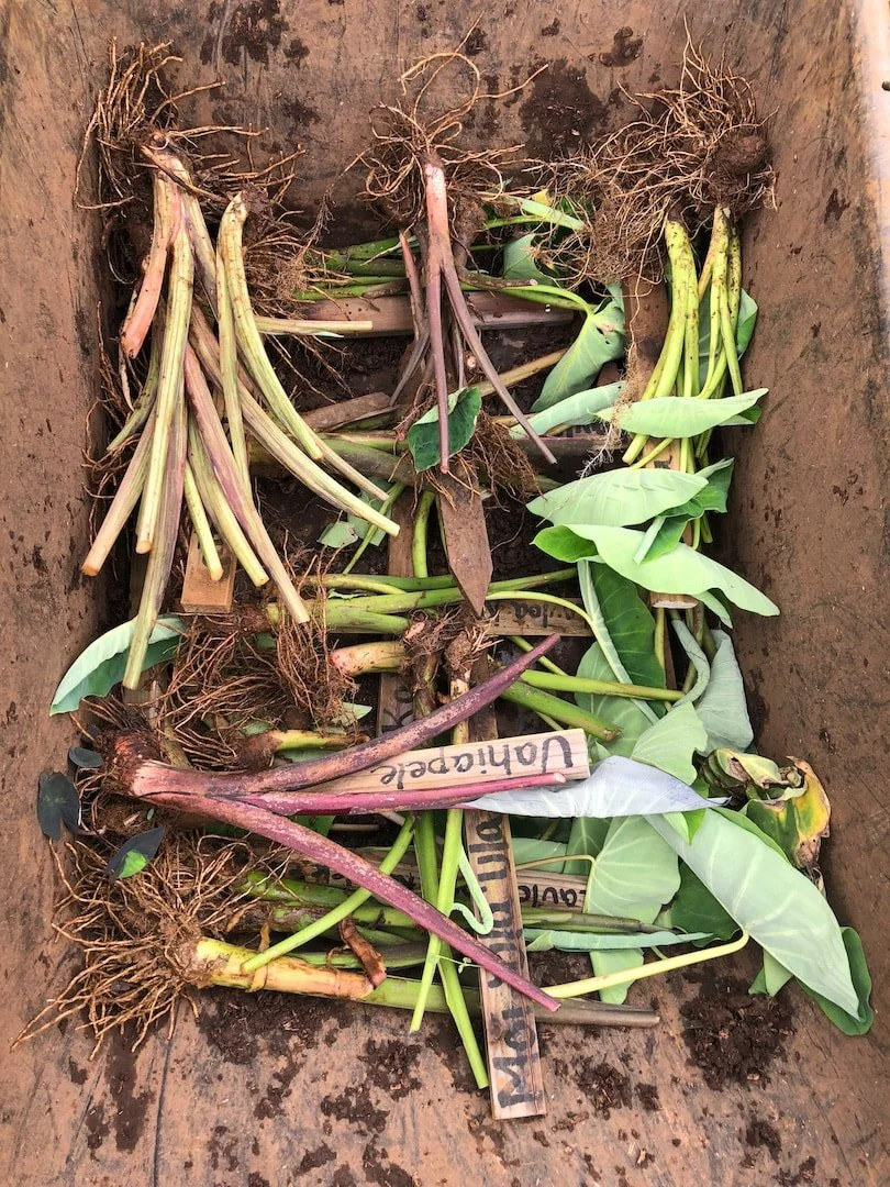 food-forest-rob-207_orig (2).jpg