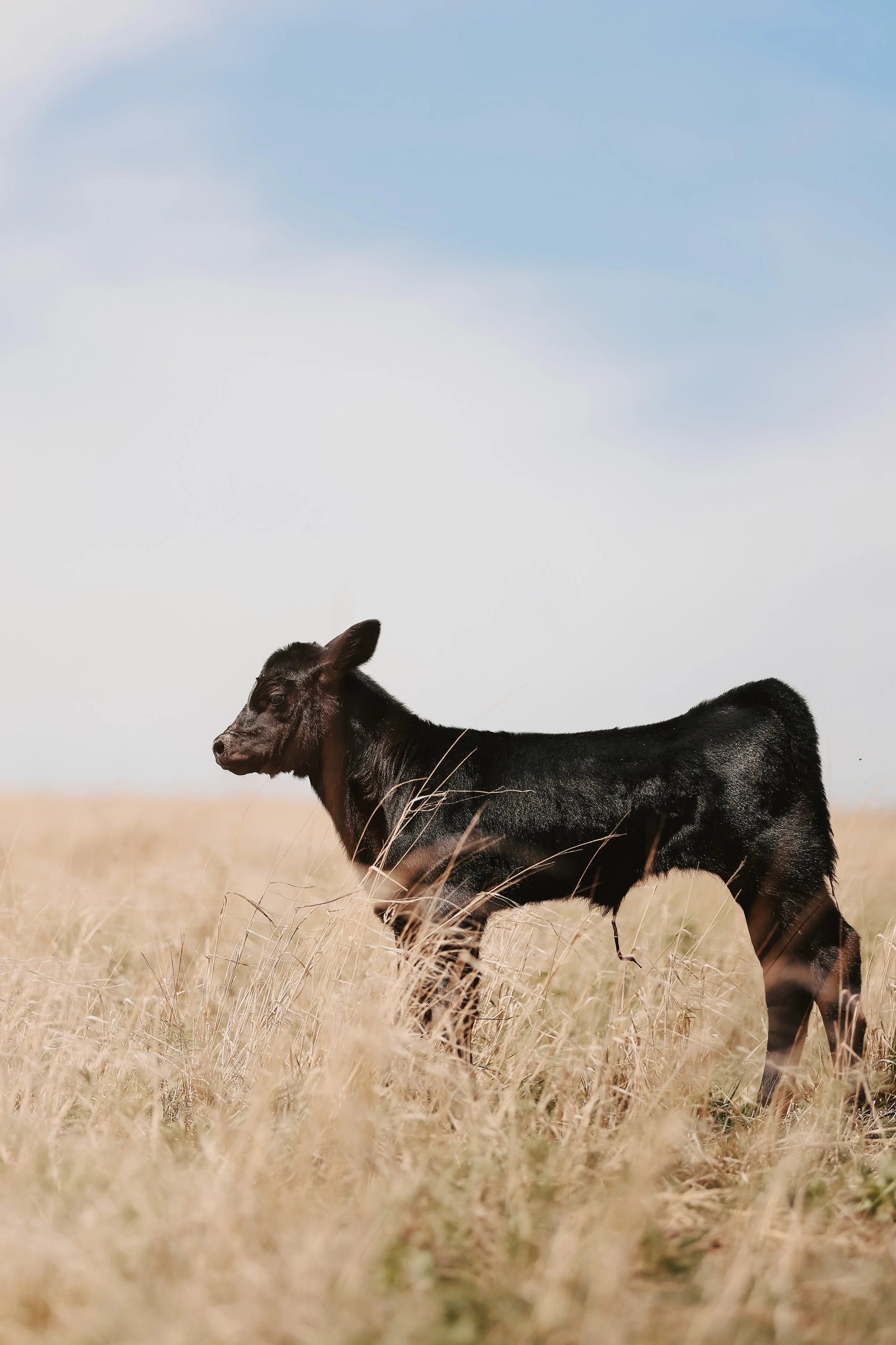 A black calf with brown markings on its face and legs standing in a field of yellowed grass, under a partly cloudy sky.