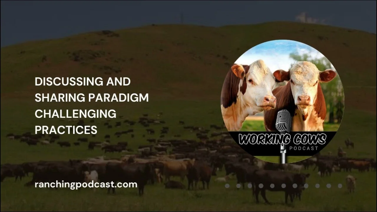 Image promoting a podcast episode titled 'Discussing and Sharing Paradigm Challenging Practices' with a background of a herd of cattle on a grassy hillside and a circular inset featuring two working cows with a microphone and the text 'Working Cows Podcast'.