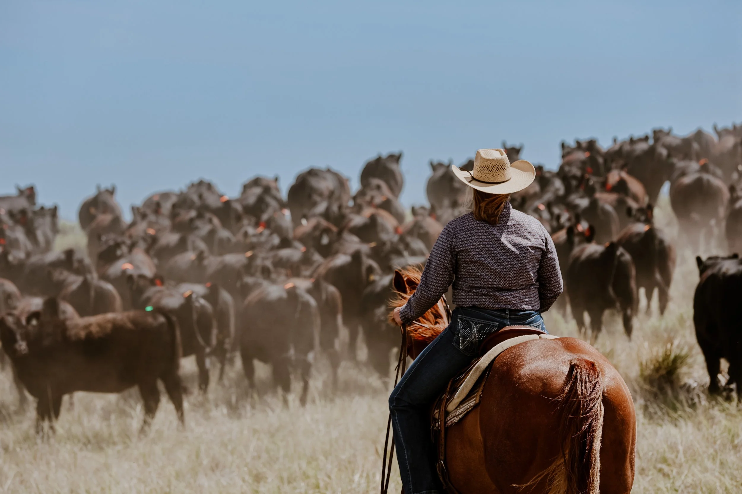 A woman wearing a cowboy hat and a patterned shirt riding a horse amidst a herd of cattle on a sunny day.