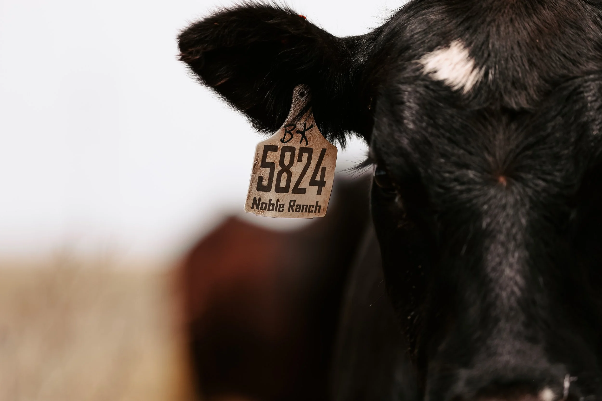 Close-up of a black cow with a tan tag on its ear reading '584/ Noble Ranch'.