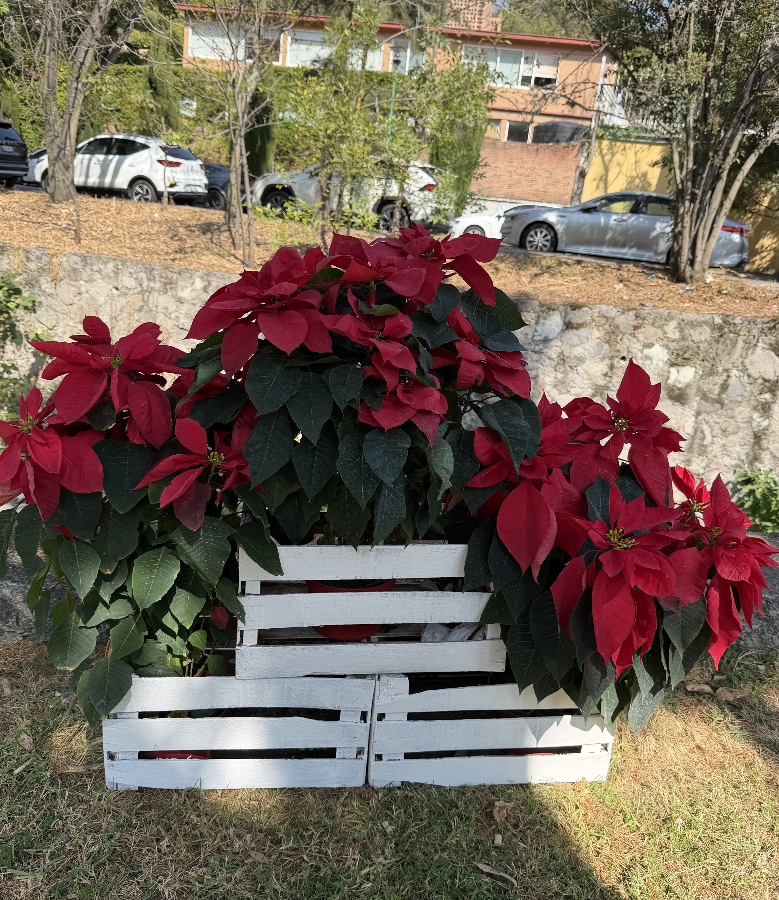 Red poinsettia plant in a white wooden planter outside on grass, with trees, parked cars, and buildings in the background.