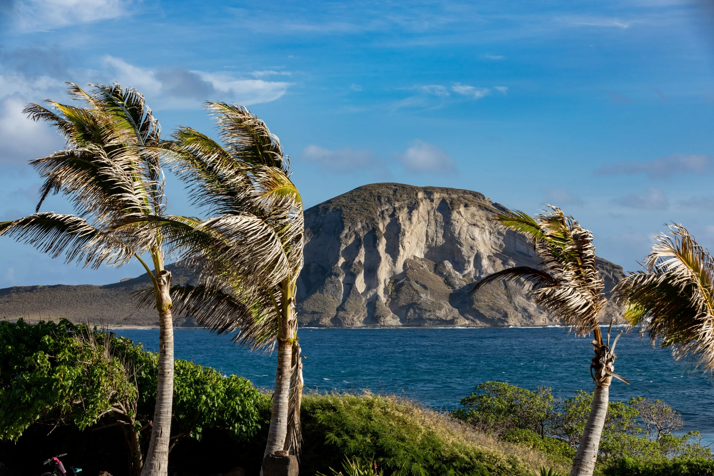 Tropical landscape with three palm trees in the foreground, blue ocean, and a large island or mountain in the background, under a blue sky with some clouds.