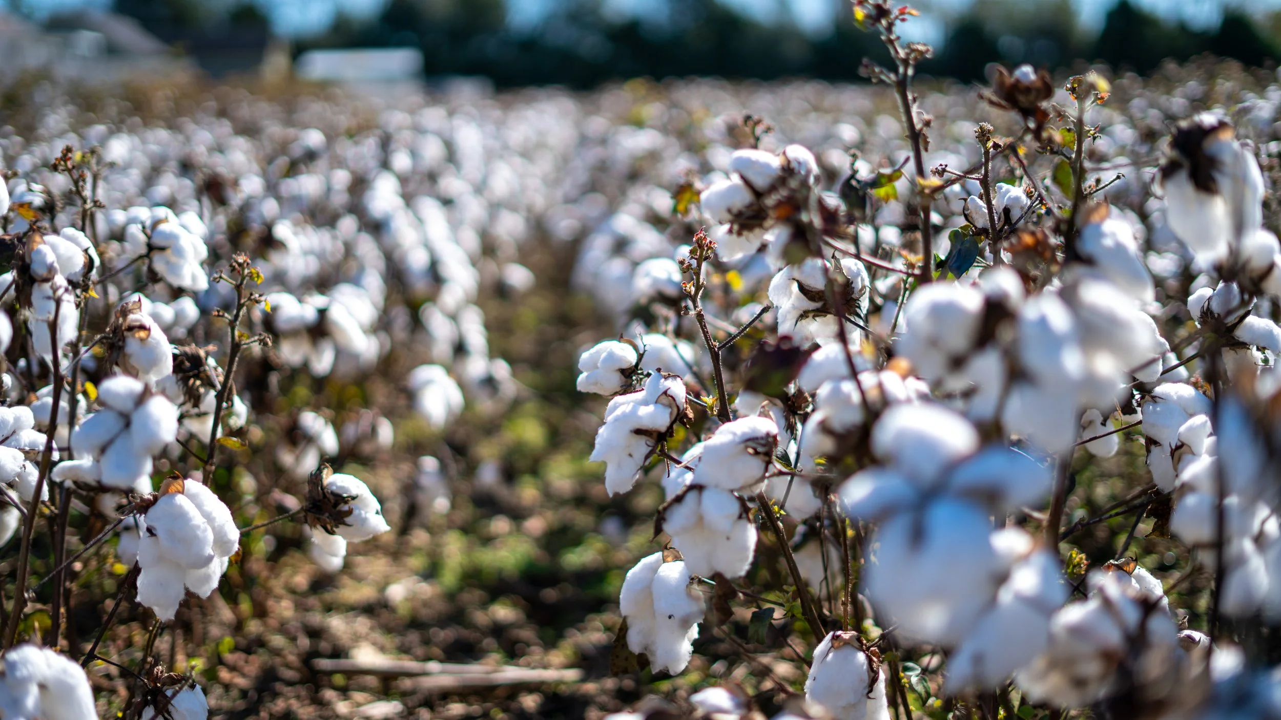 Cotton field