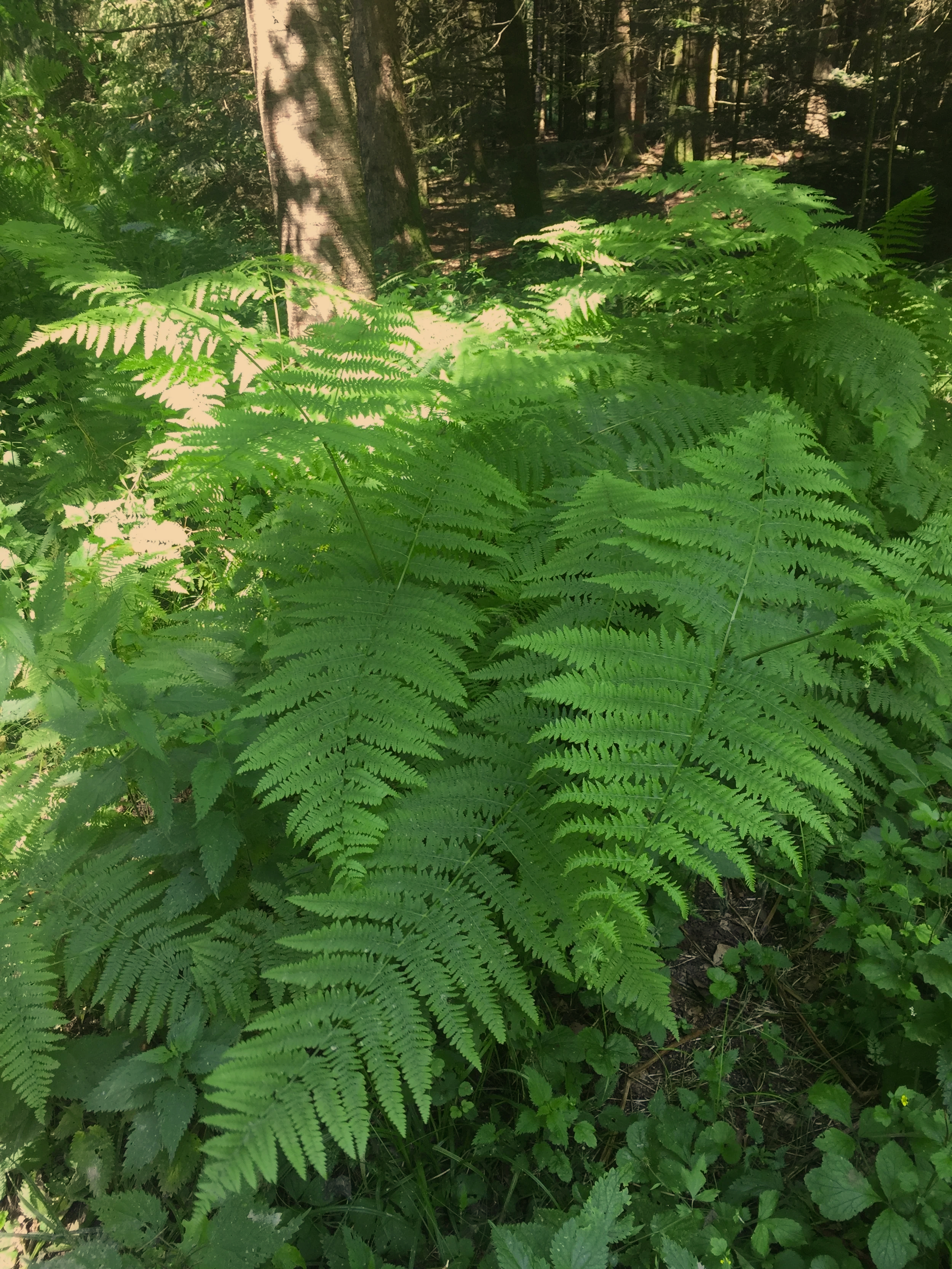 Waldteil in der Region Büetigen, Huswil, Lyss in welchem Waldbaden praktitziert wird.