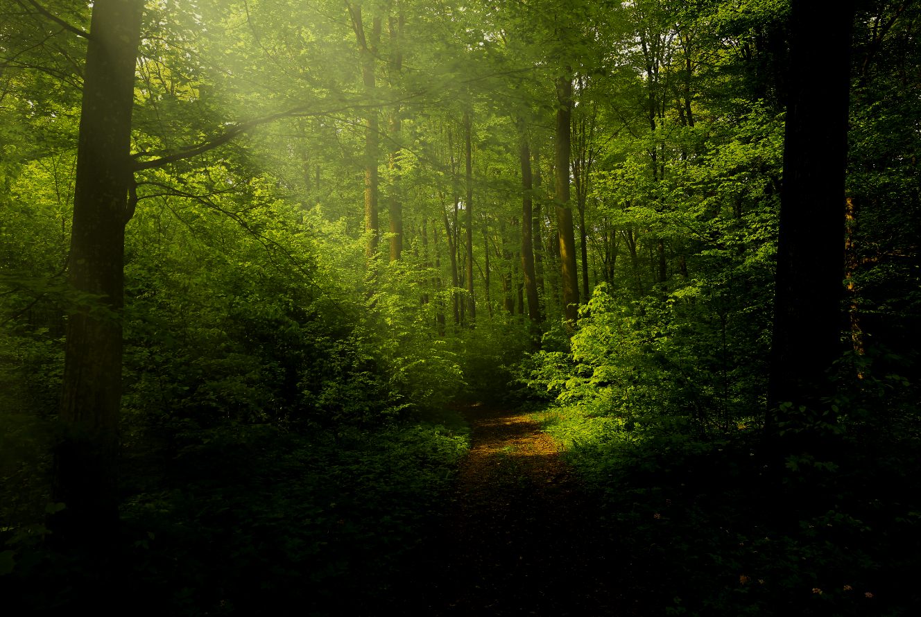 Sonne strahlt in Wald an einem Ort wo Waldbaden praktiziert wird.