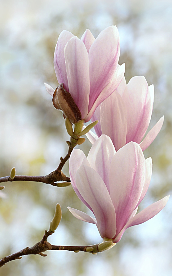 Close-up of pink and white magnolia flowers on a branch