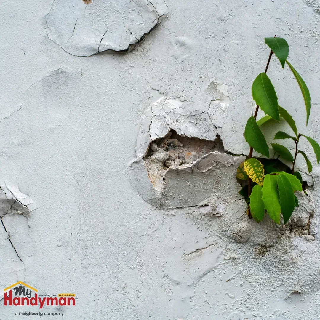 A close-up of a cracked, peeling painted wall with a small plant growing out of a hole in the damaged surface, showing the kind of damage that requires repair before repainting, near Ann Arbor, Michigan.