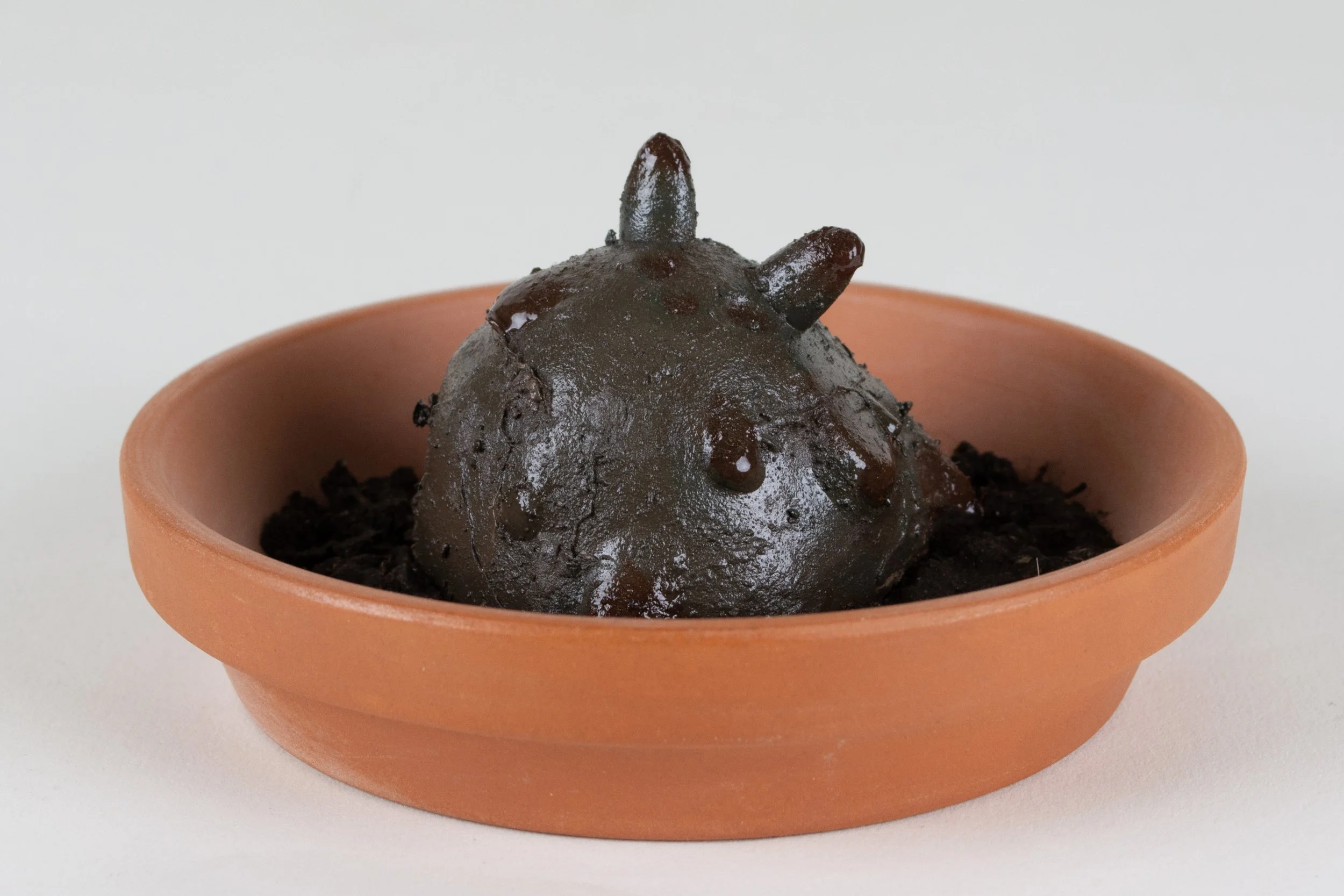 Mimicry + Tomfoolery_1.jpg