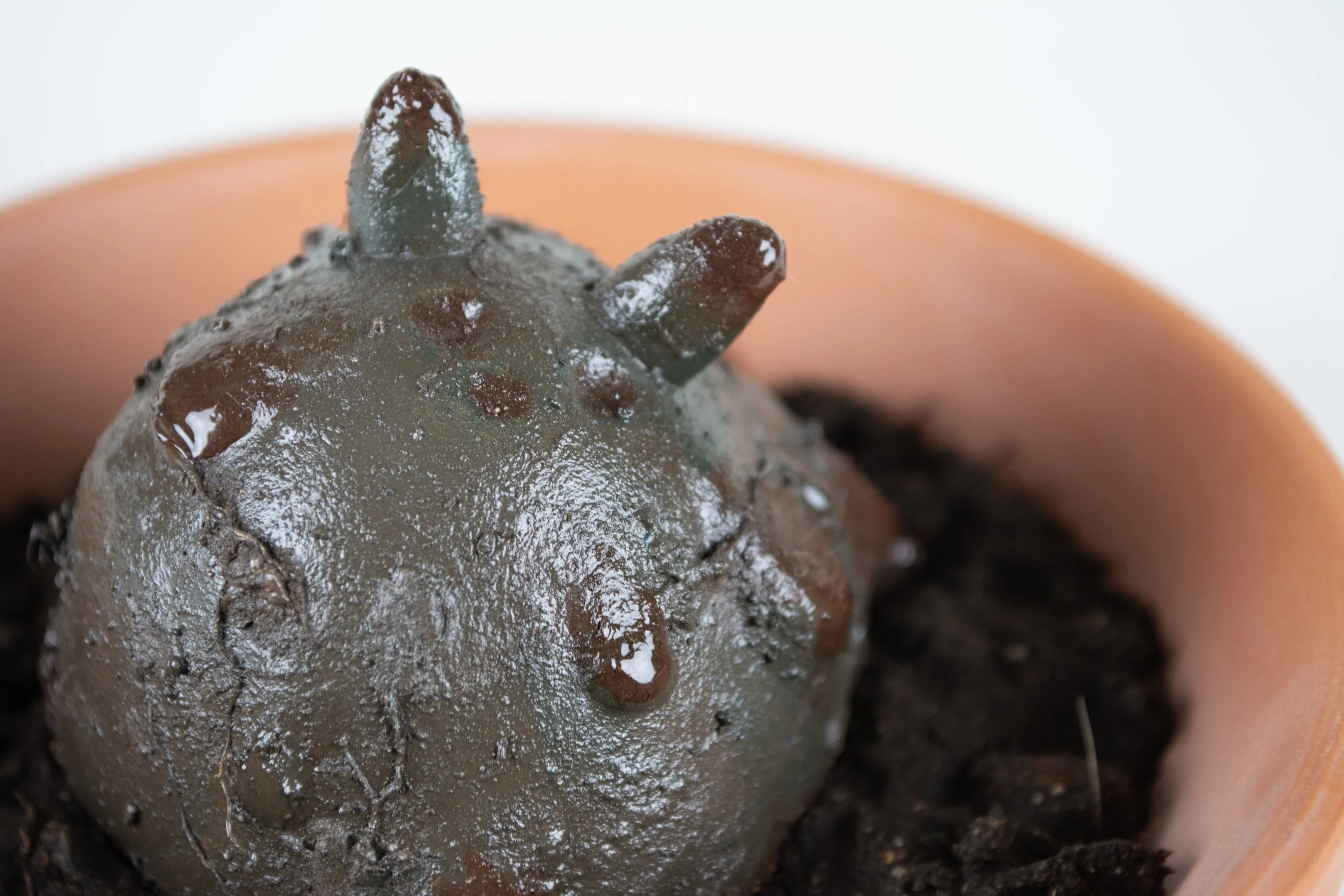 Mimicry + Tomfoolery_3.jpg