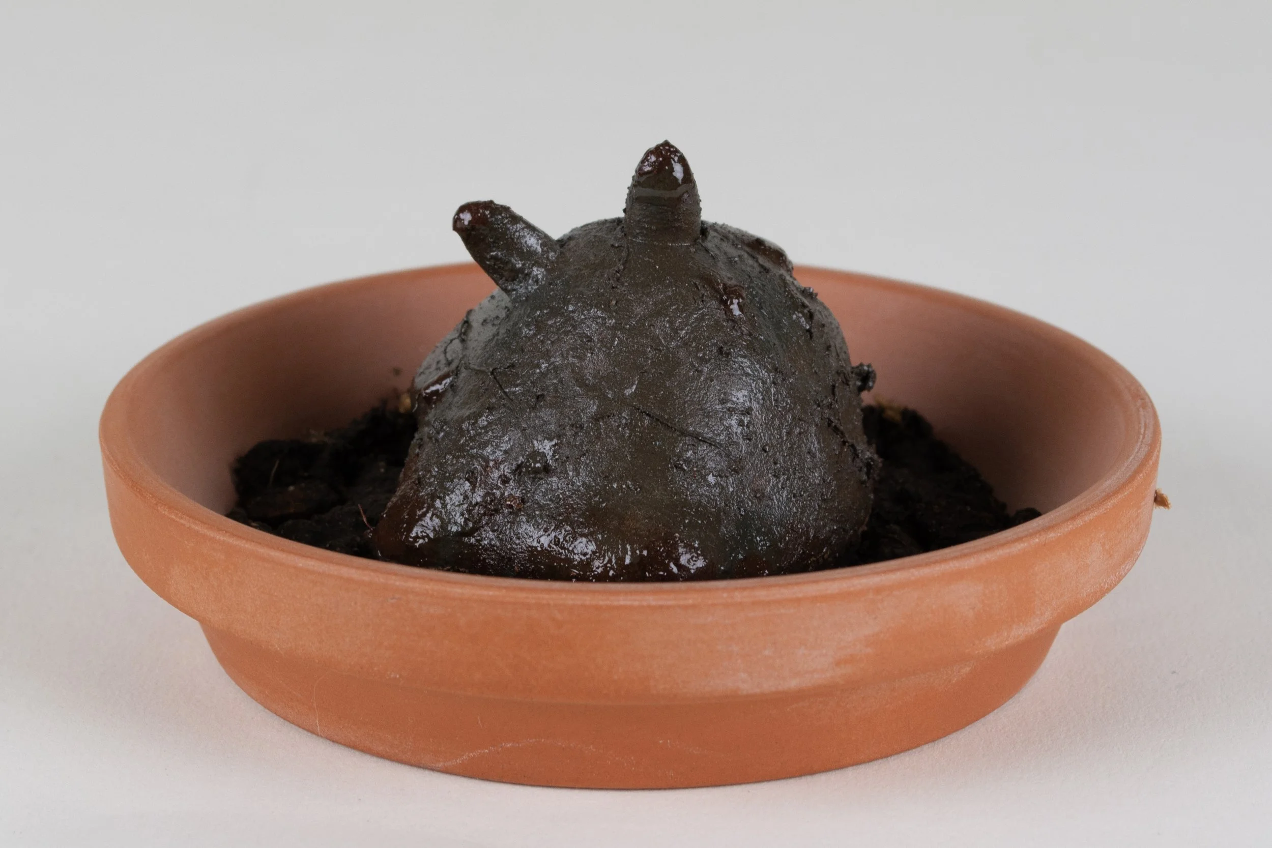 Mimicry + Tomfoolery_2.jpg