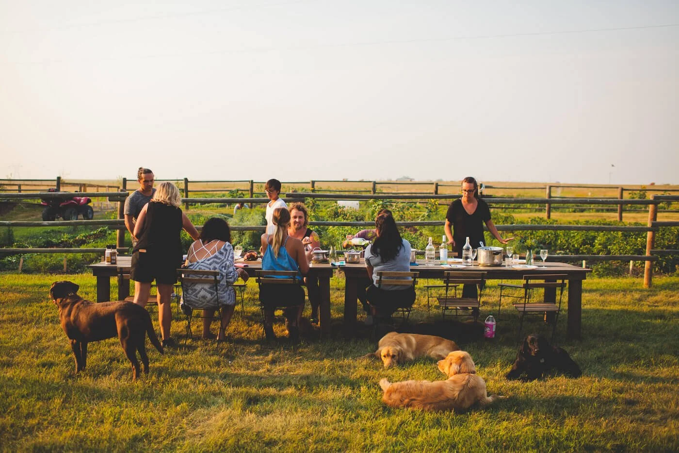 A group of people having a meal outdoors at a long table on a grassy area, with dogs lying on the grass nearby. There are women and men standing and sitting, and the setting appears to be during sunset or late afternoon.