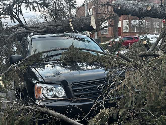 A black Toyota vehicle covered and damaged by fallen tree branches following a storm or strong winds.