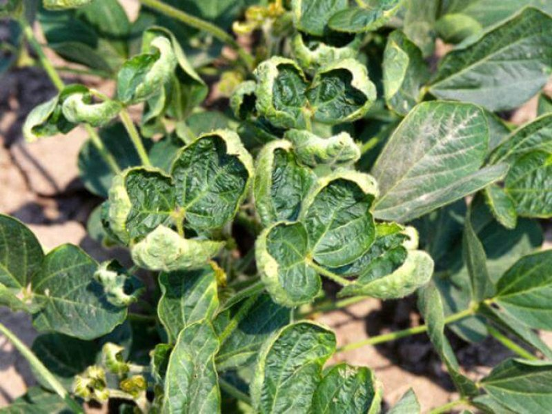 Close-up of green ivy plants with some damaged or curled leaves.