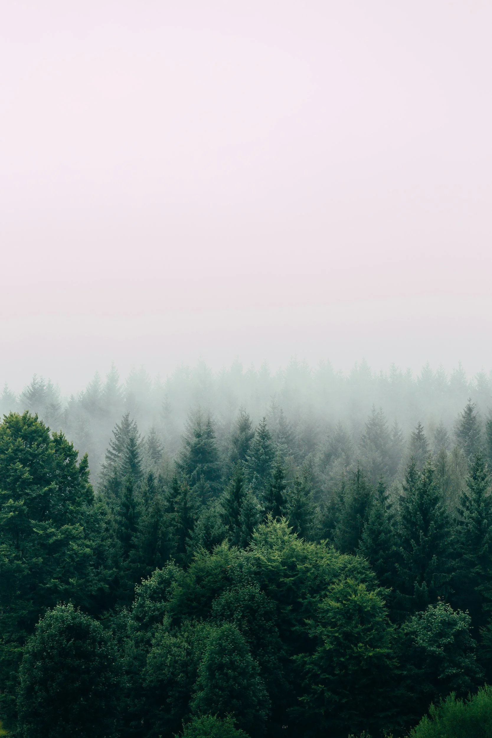 A foggy forest with tall evergreen trees and dense green foliage.