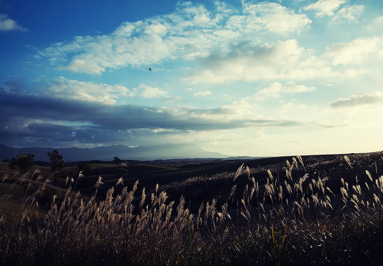 自由と開放感を象徴する丘陵の風景。空を舞う鳥がアクセントを添える、ストーリー性豊かなネイチャーイメージ（江藤耕治 撮影）