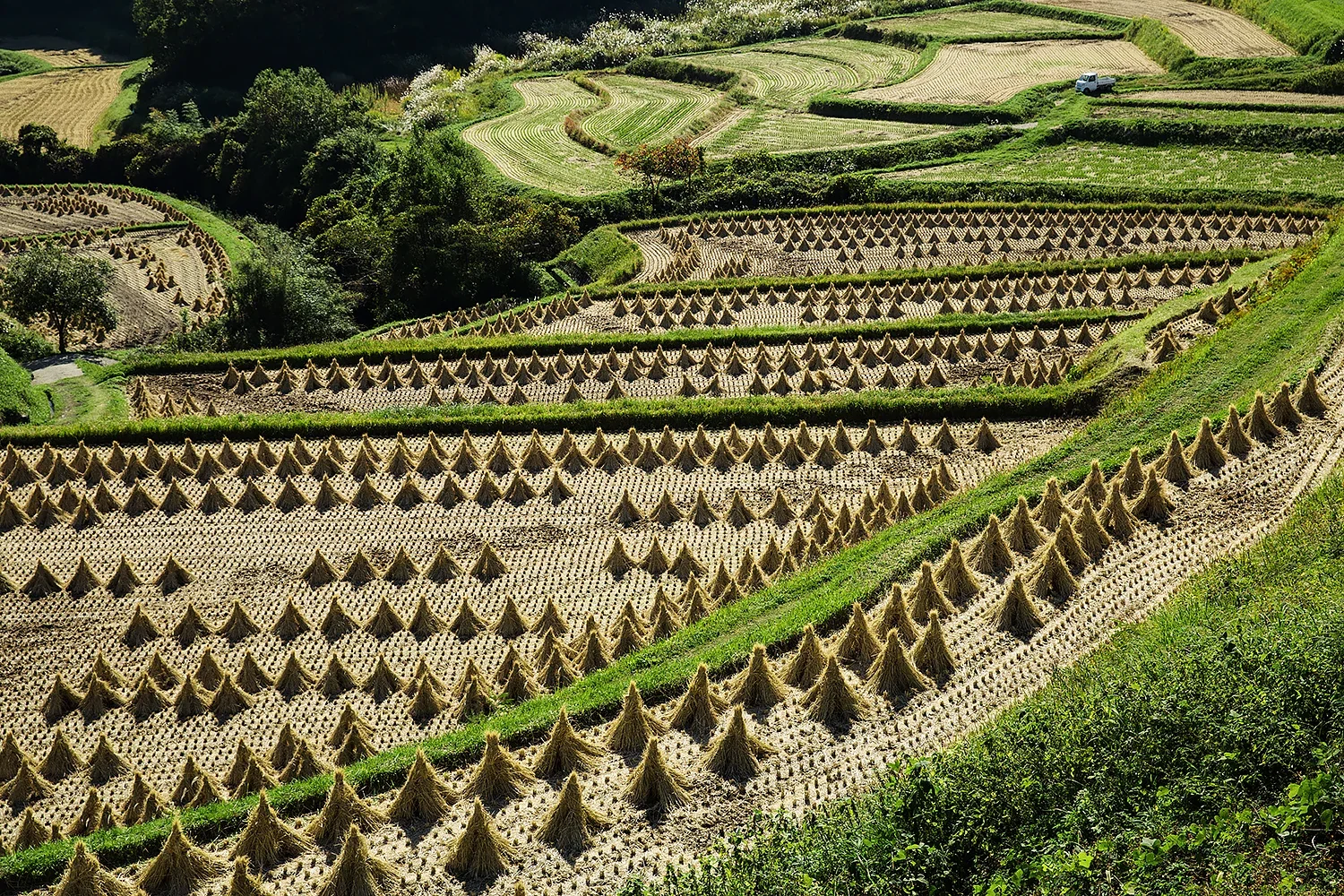 実りの秋を象徴する日本の棚田風景。伝統的な稲架掛けと豊かな自然が息づく、叙情的な地方ロケーション撮影（江藤耕治 撮影）