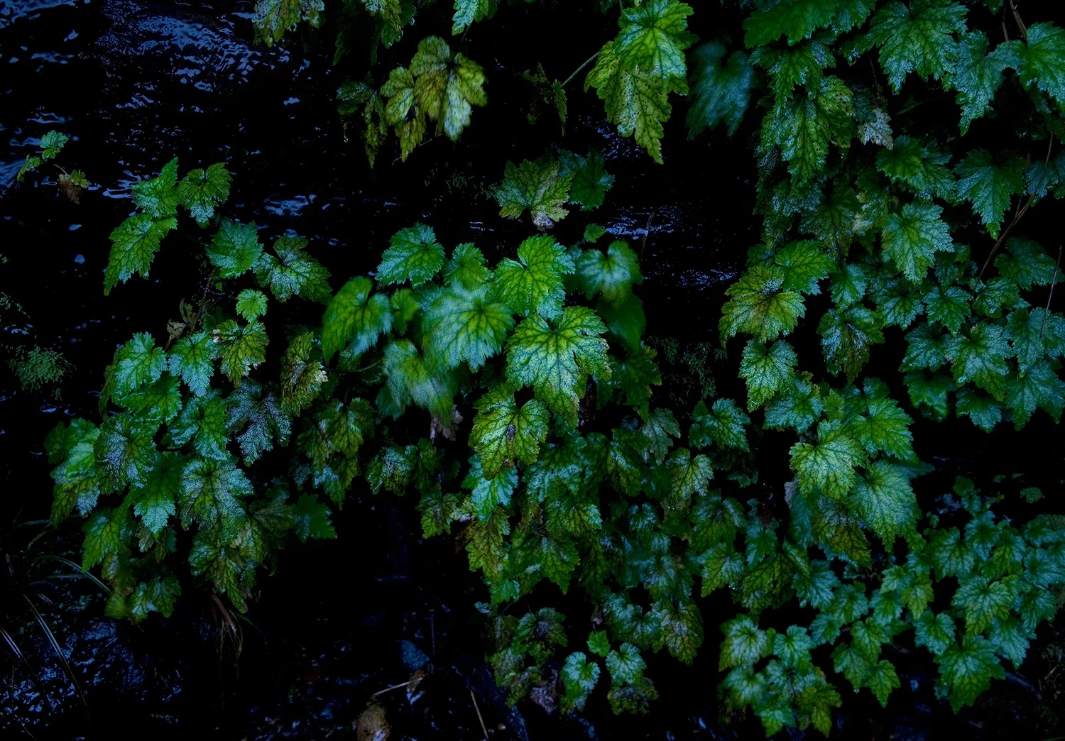 生命力溢れる植物のテクスチャ撮影。デザインを彩る、光沢感のある濃緑のボタニカル・イメージ写真（江藤耕治 撮影）