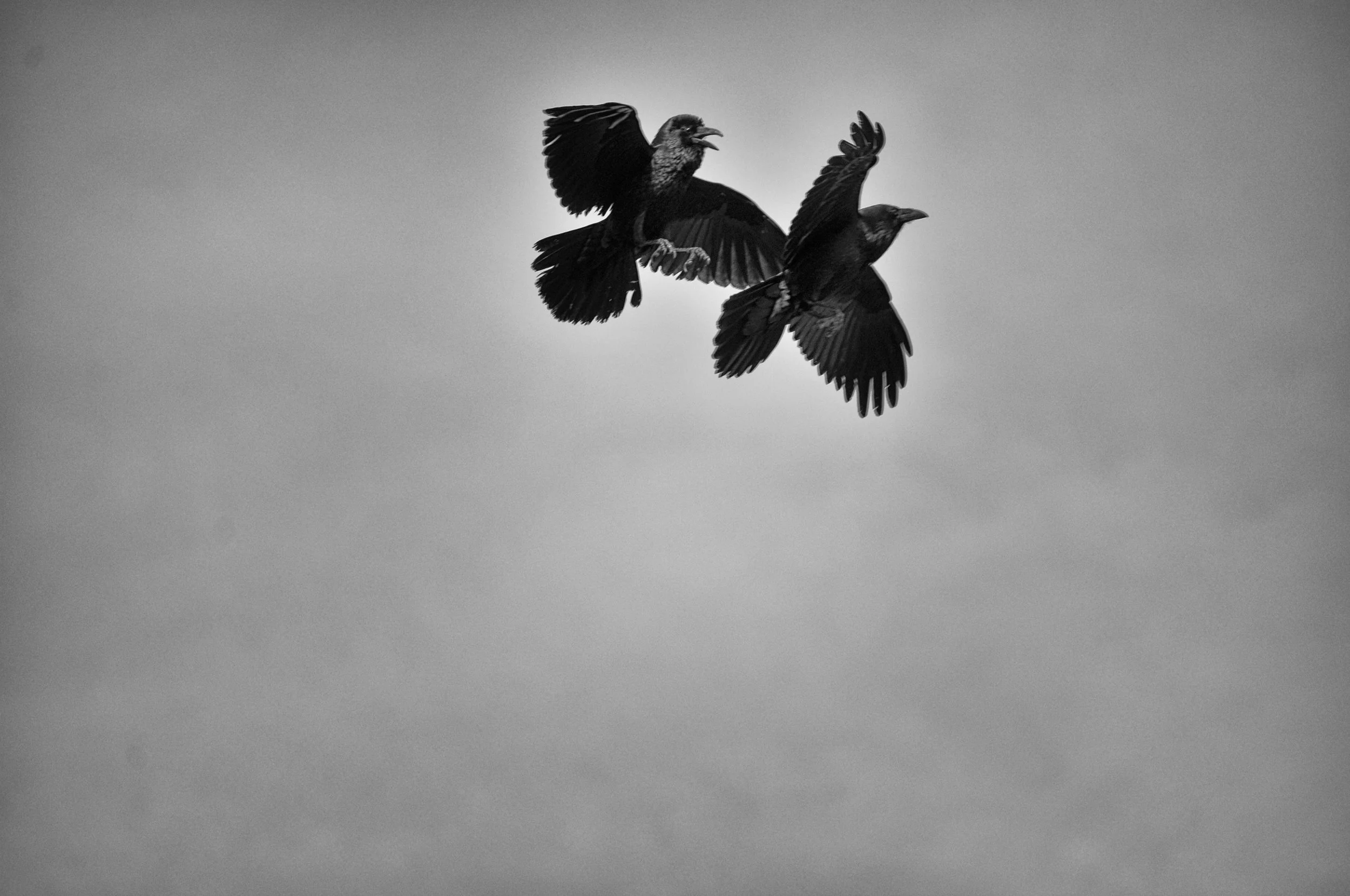 Mt. Tamalpais, California