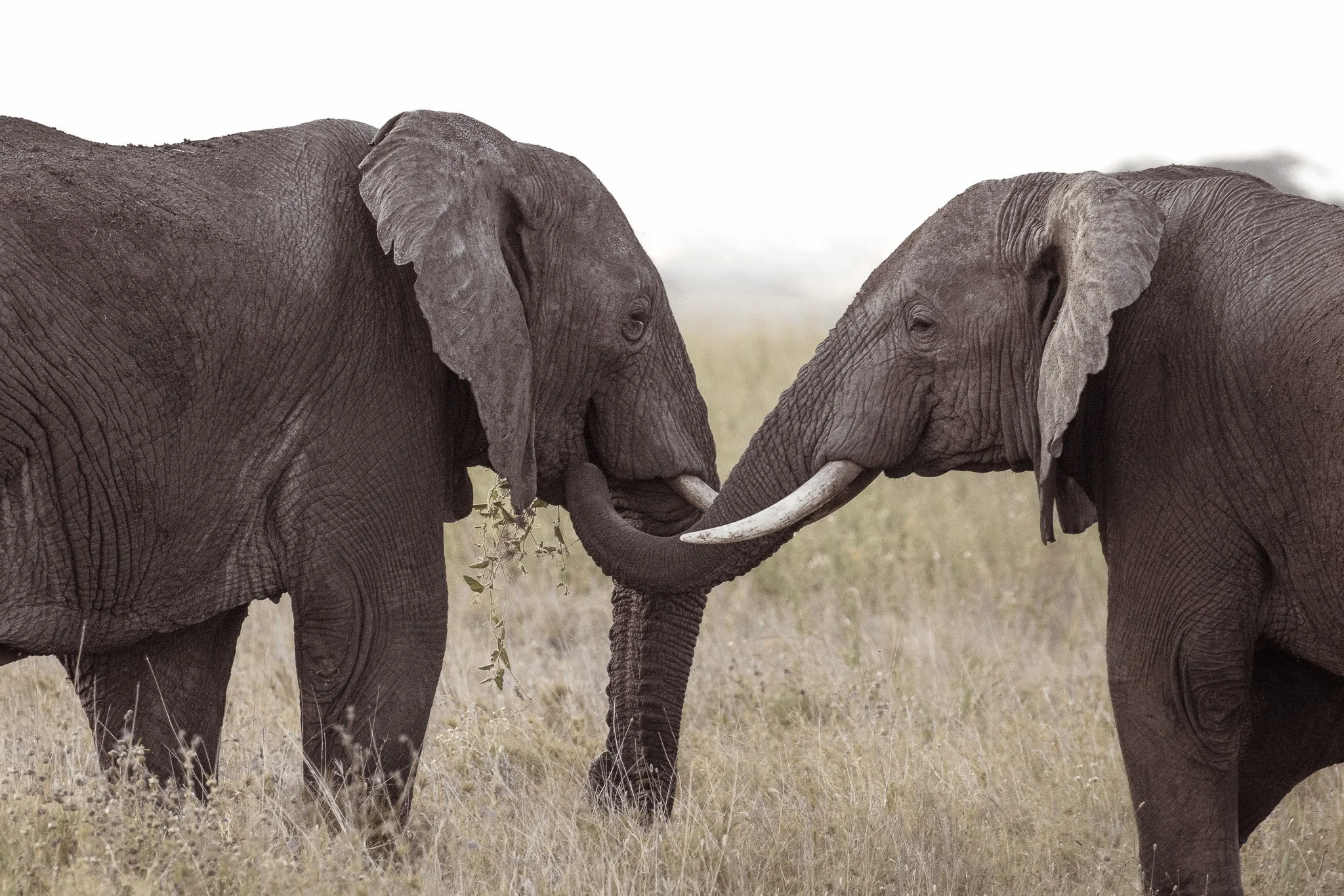 Two African elephants standing trunk to trunk with tusks touching in the grasslands of Serengeti National Park, Tanzania.