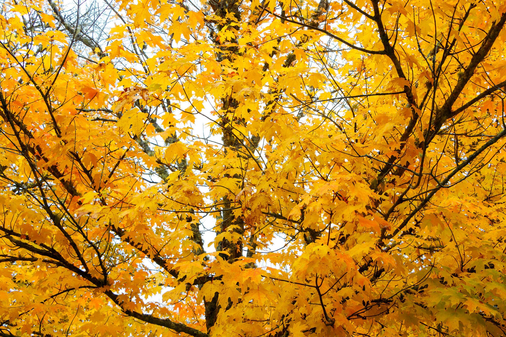 Close-up of bright yellow maple leaves against a pale sky in Maine