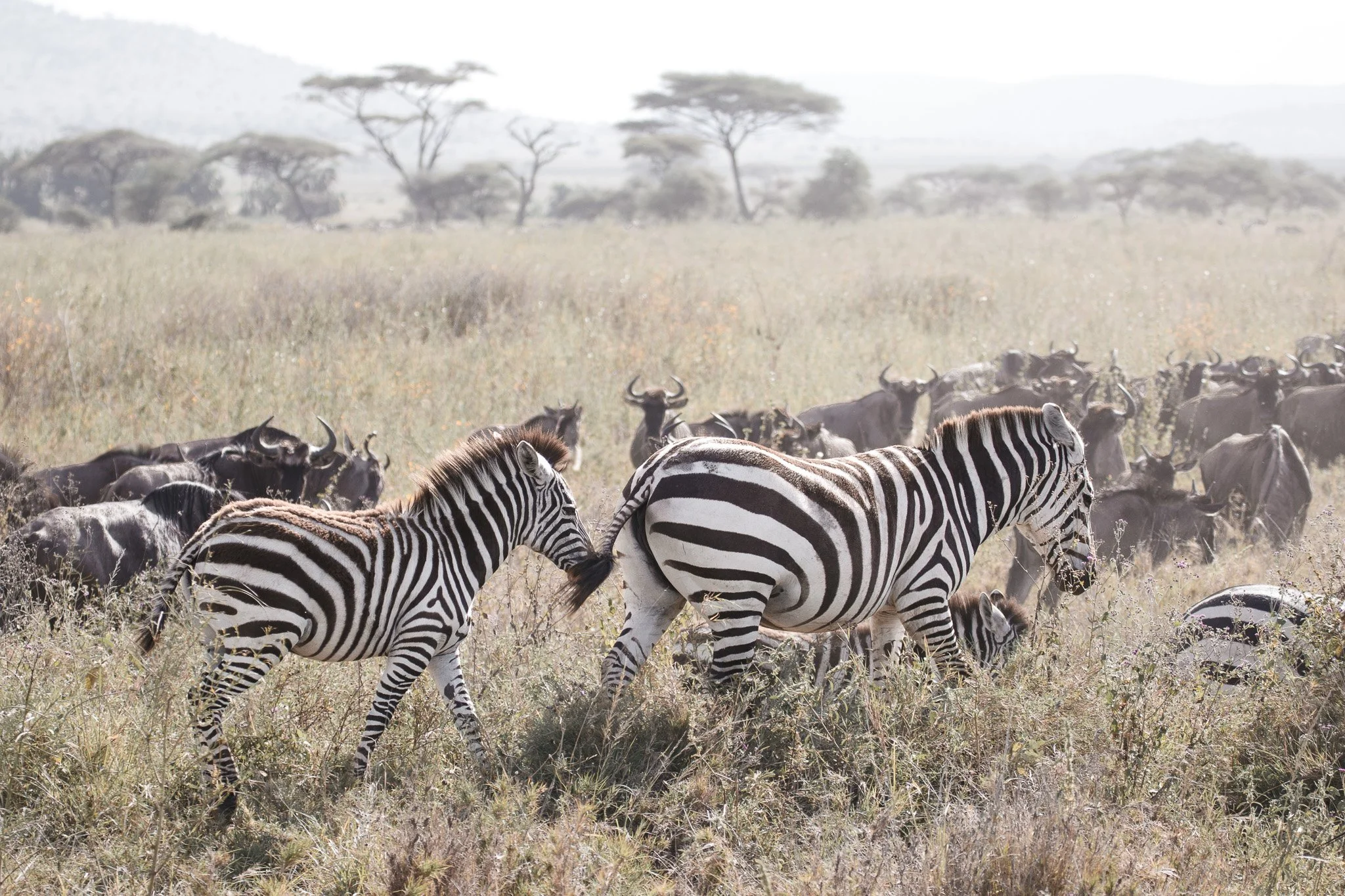 Two zebras walking through a mixed herd of wildebeest and zebras on the grassy plains of the Serengeti, with acacia trees in the hazy background.