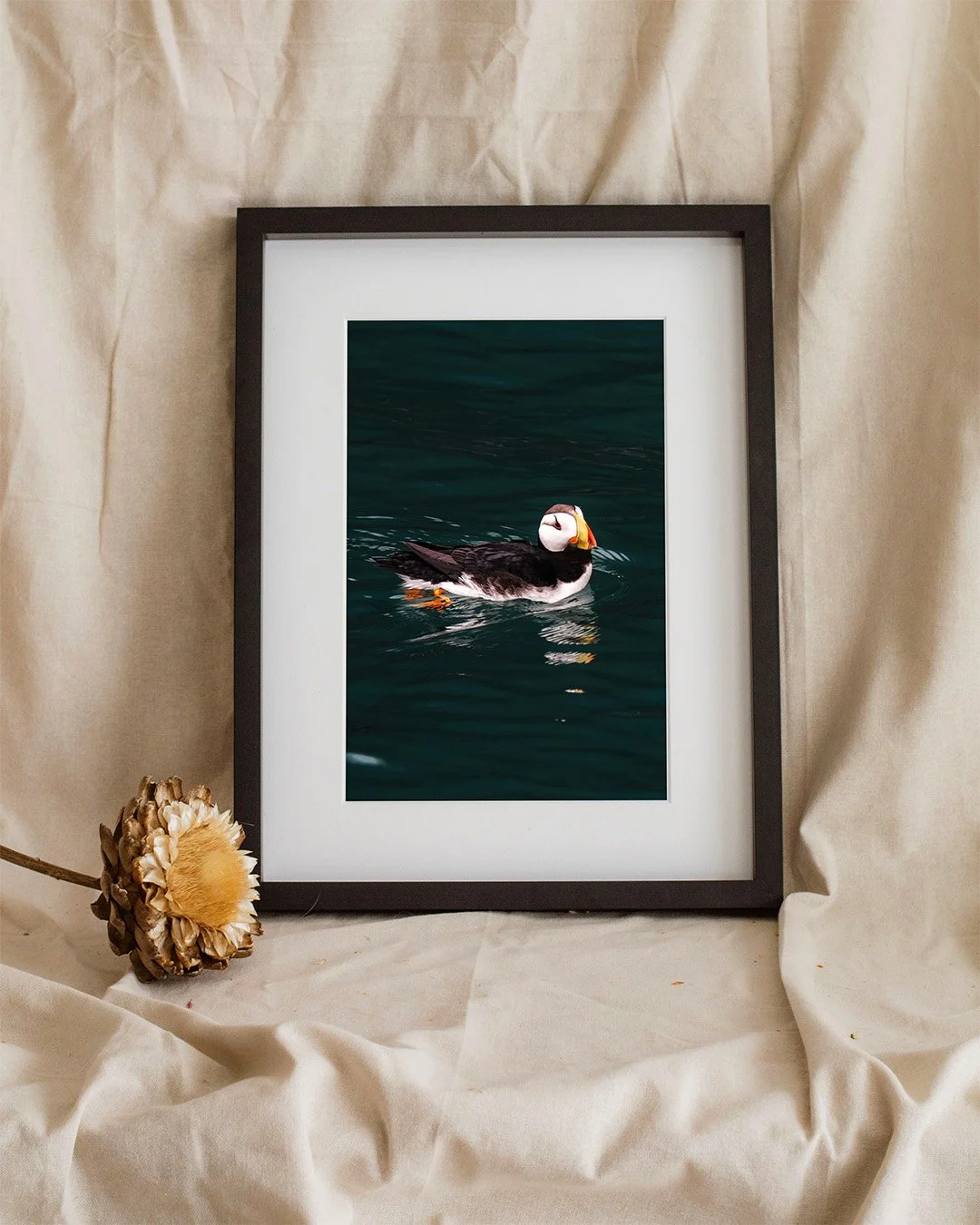 Framed photograph of a puffin swimming in dark green water with a dried flower resting at the base of the frame.