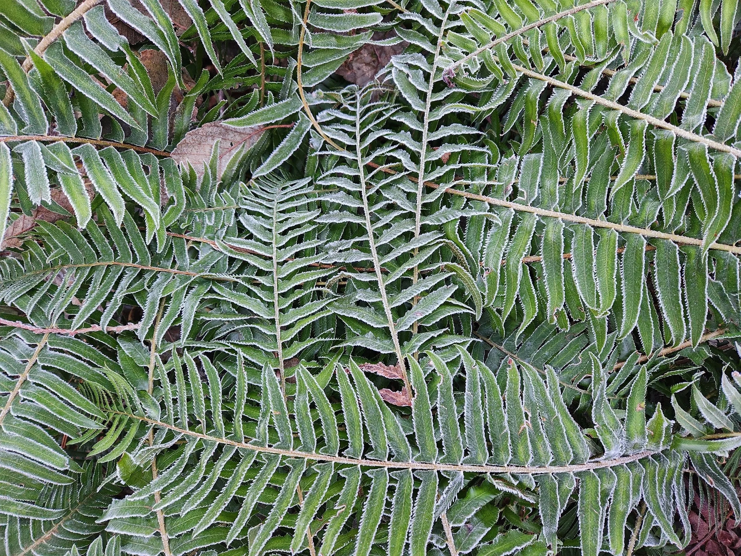 Frost-covered green fern leaves overlapping each other.
