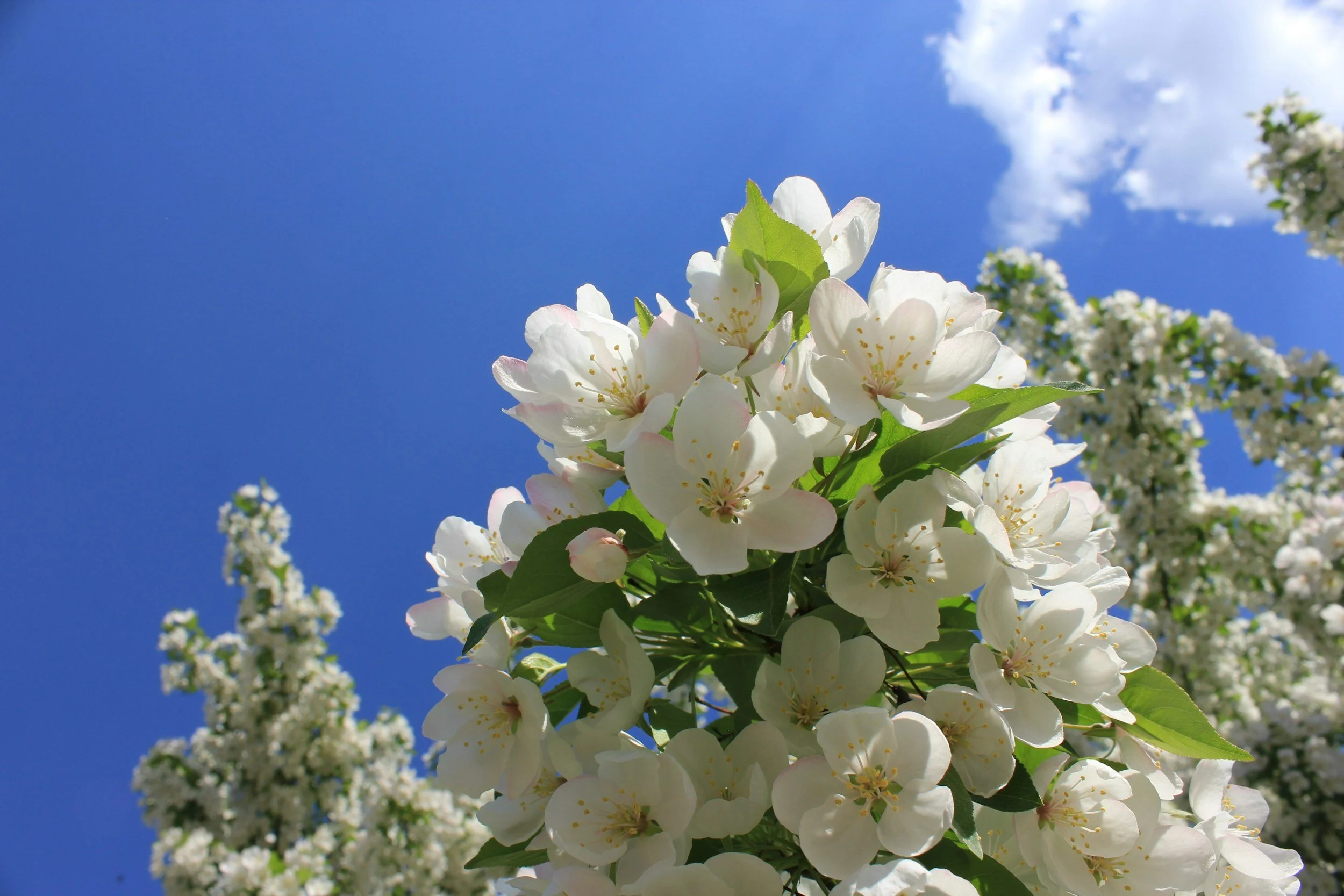 White blooming flowers on tree branches against a bright blue sky with clouds.