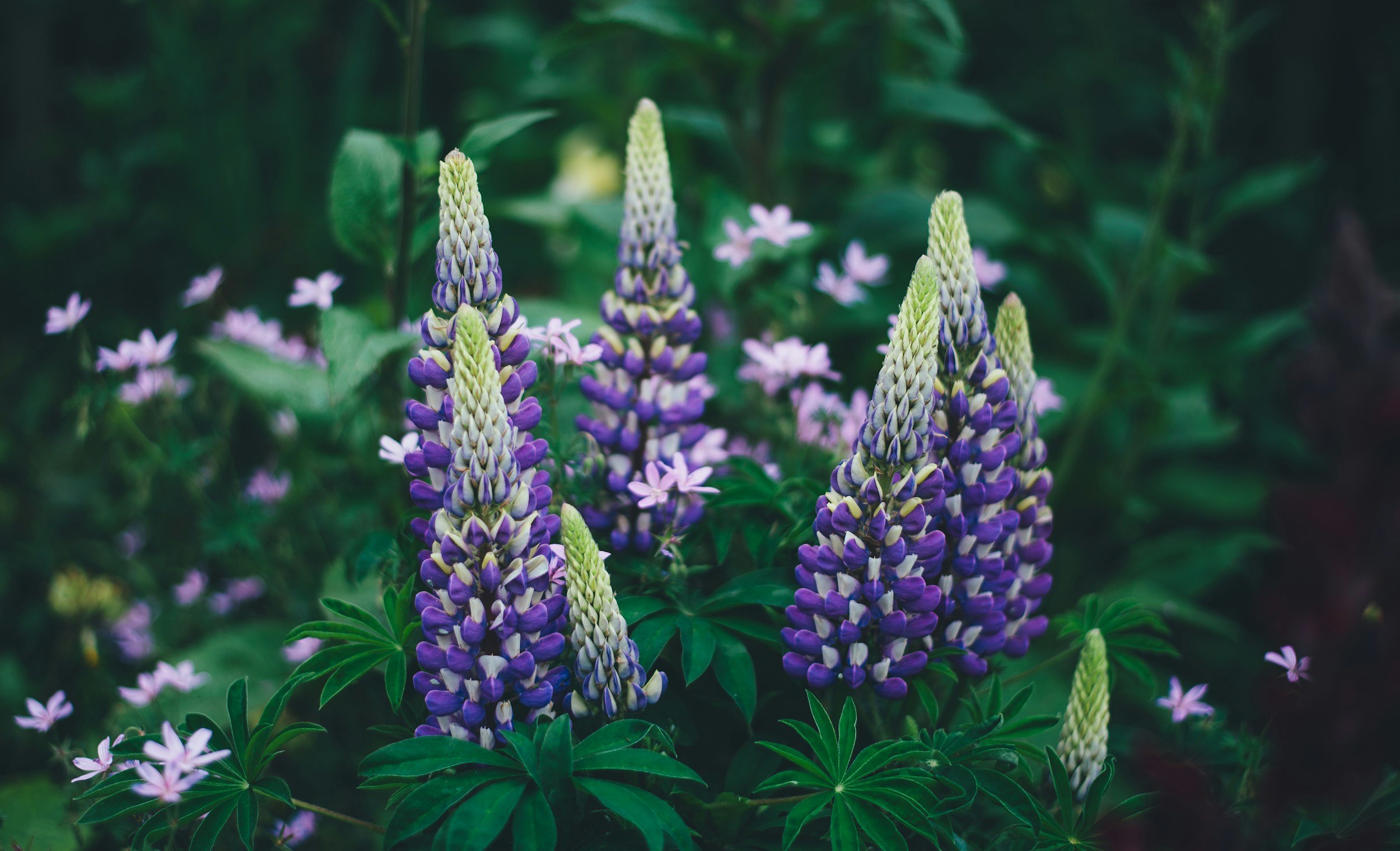 Purple and white lupine flowers surrounded by small pink flowers and green leaves.
