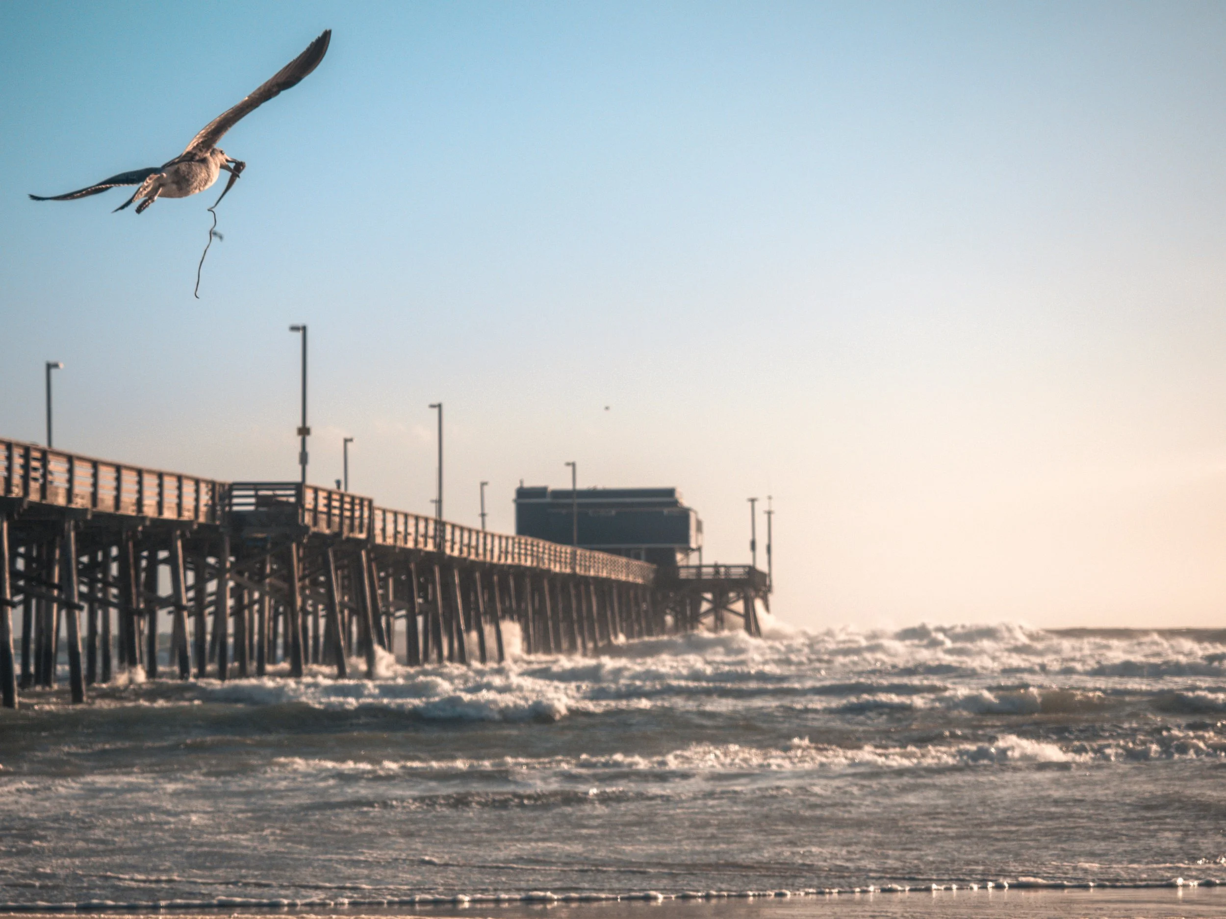 A seagull flying near a pier extending into the ocean during daylight.