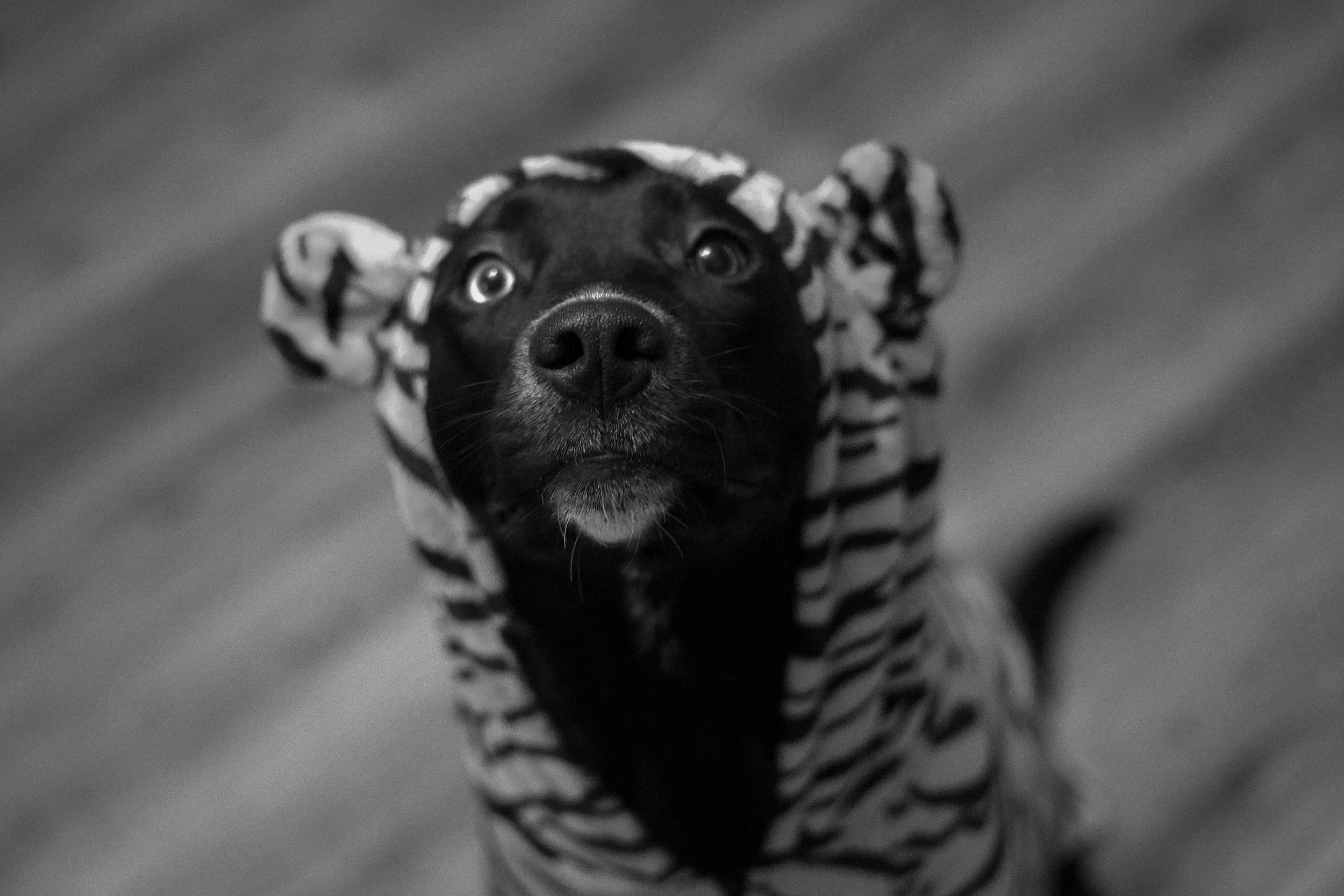 Black puppy wearing a zebra-patterned hoodie, looking up at the camera, in black and white.