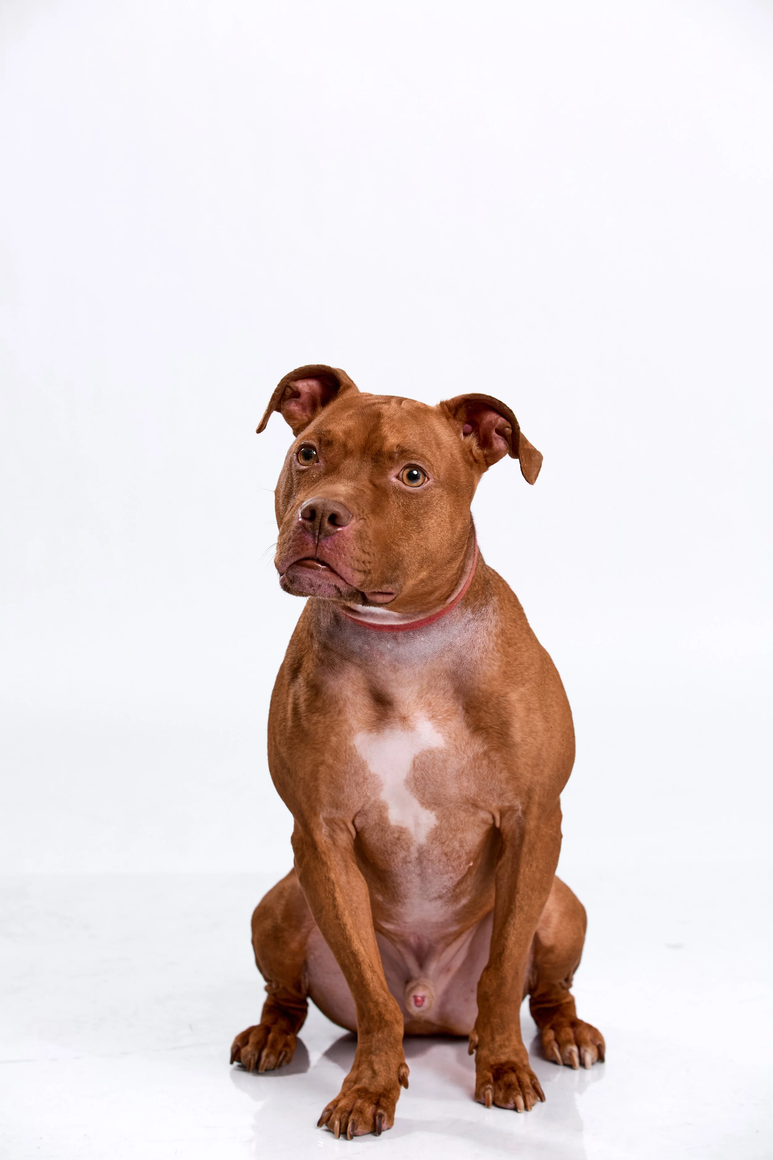 A brown dog with a white patch on its chest sitting on a plain white background, looking slightly to the side.