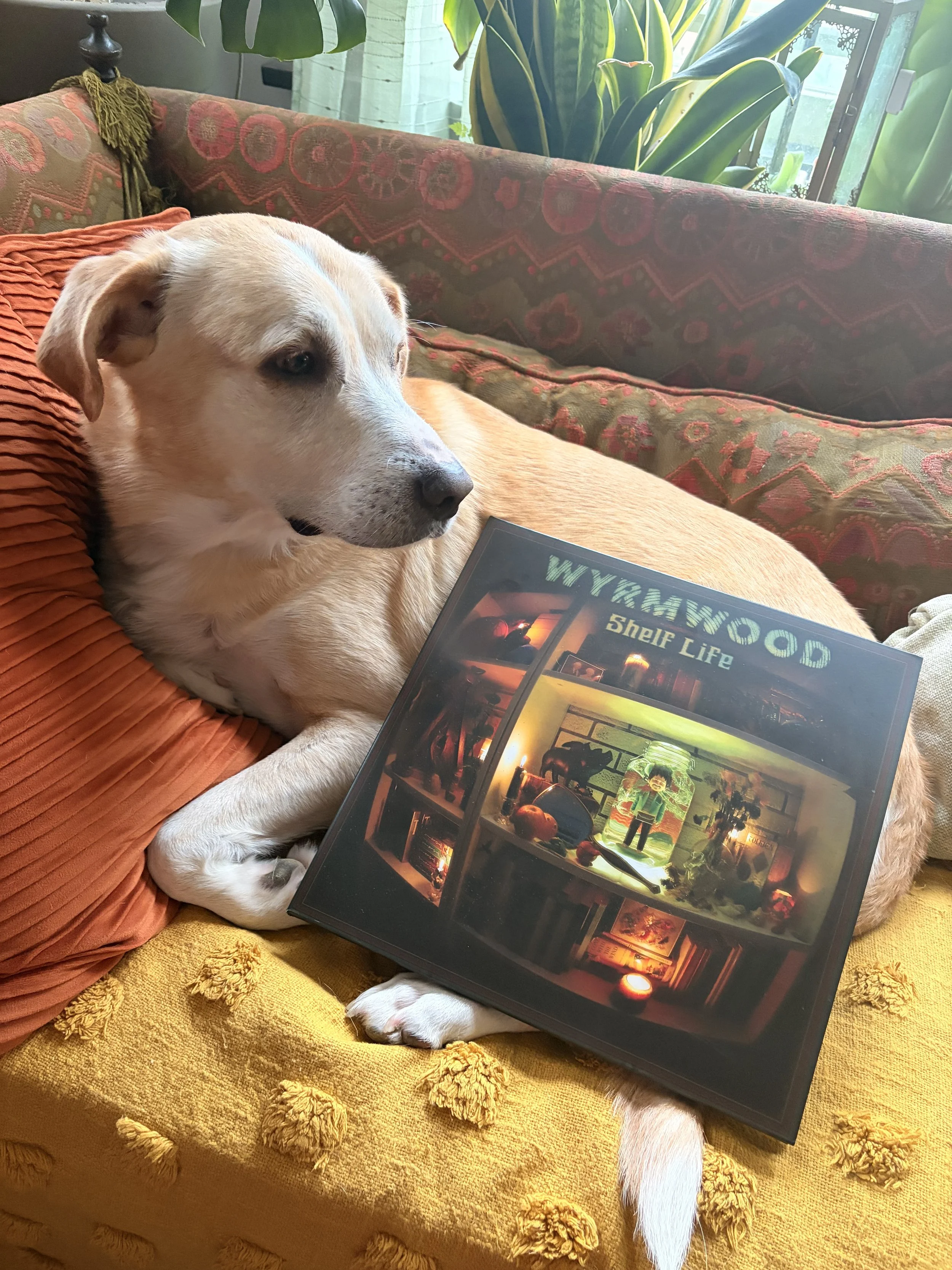 Shelf Life Double LP Vinyl