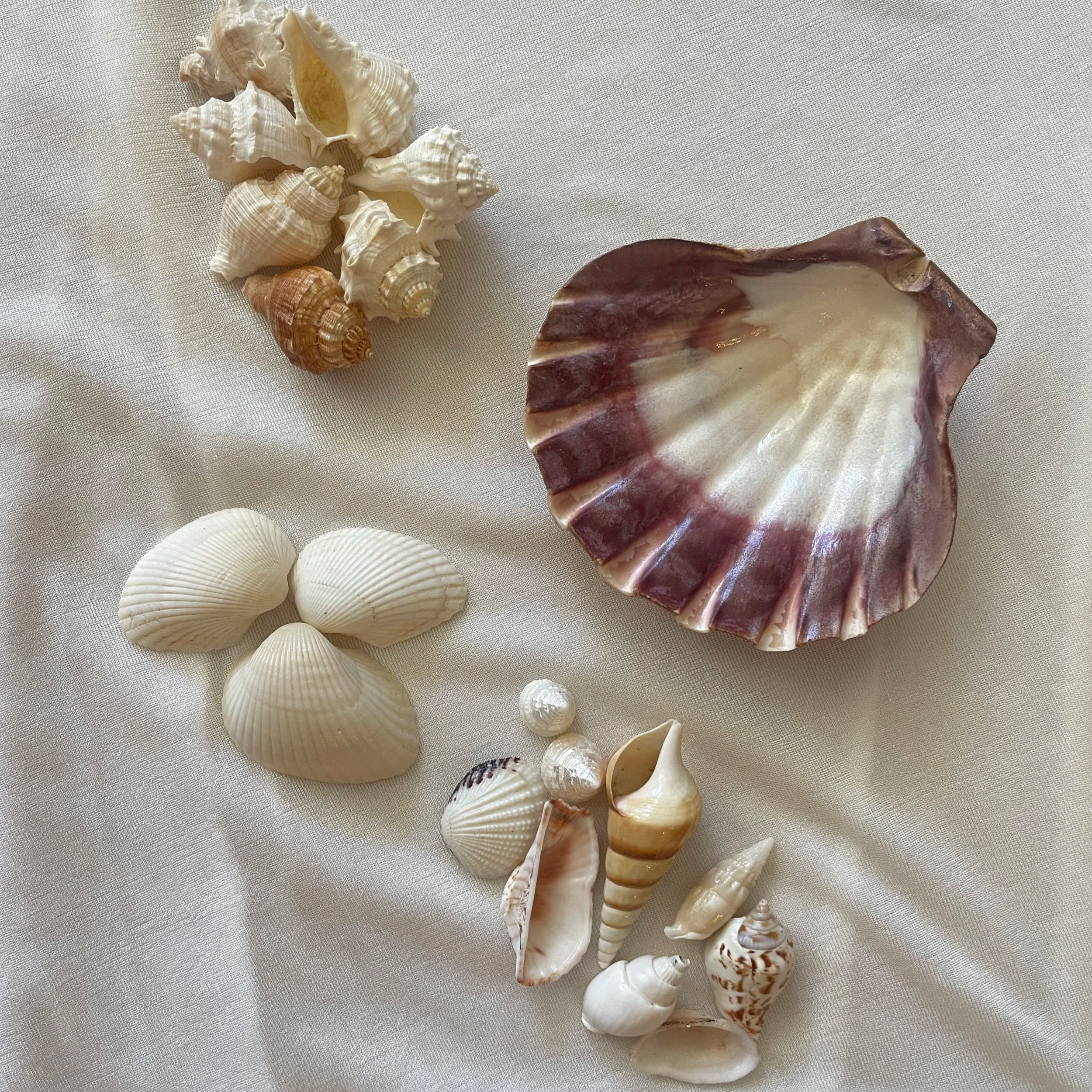 Pre-Sale - DIY Shell Jewellery Trinket Dish
