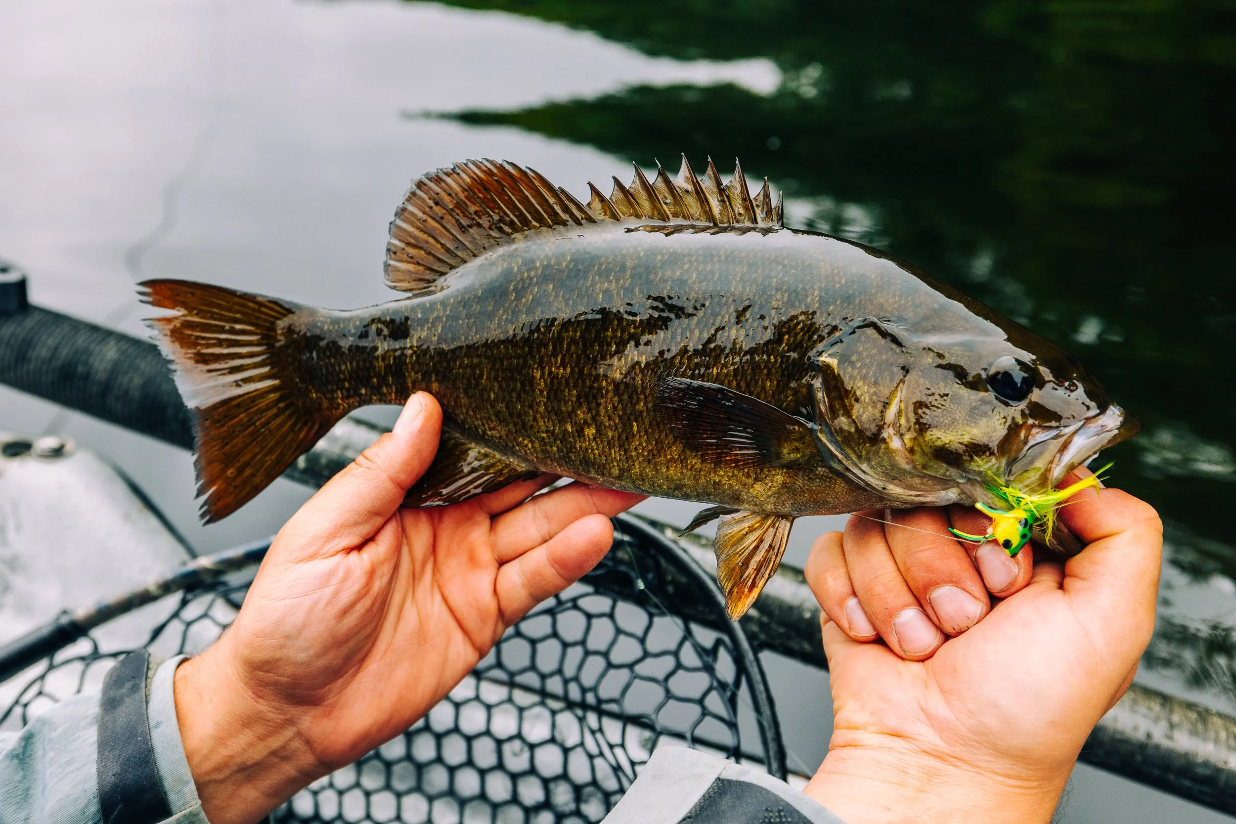 Person holding a freshly caught fish with a fishing lure in its mouth, on a boat in the water.